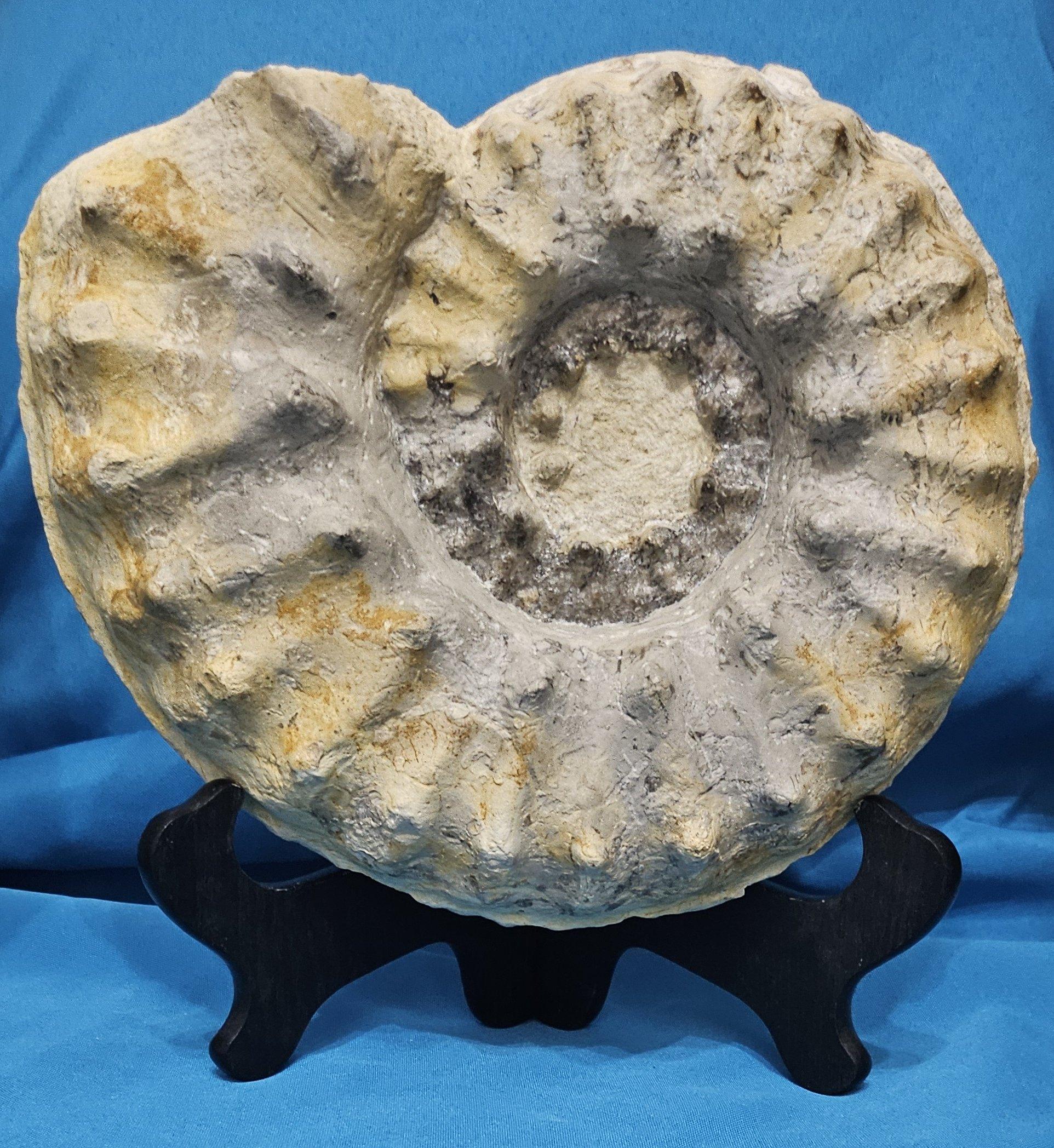 Other Large Ammonite Fossil Natural Specimen, Mortoniceras Drakeoceras Maximum For Sale