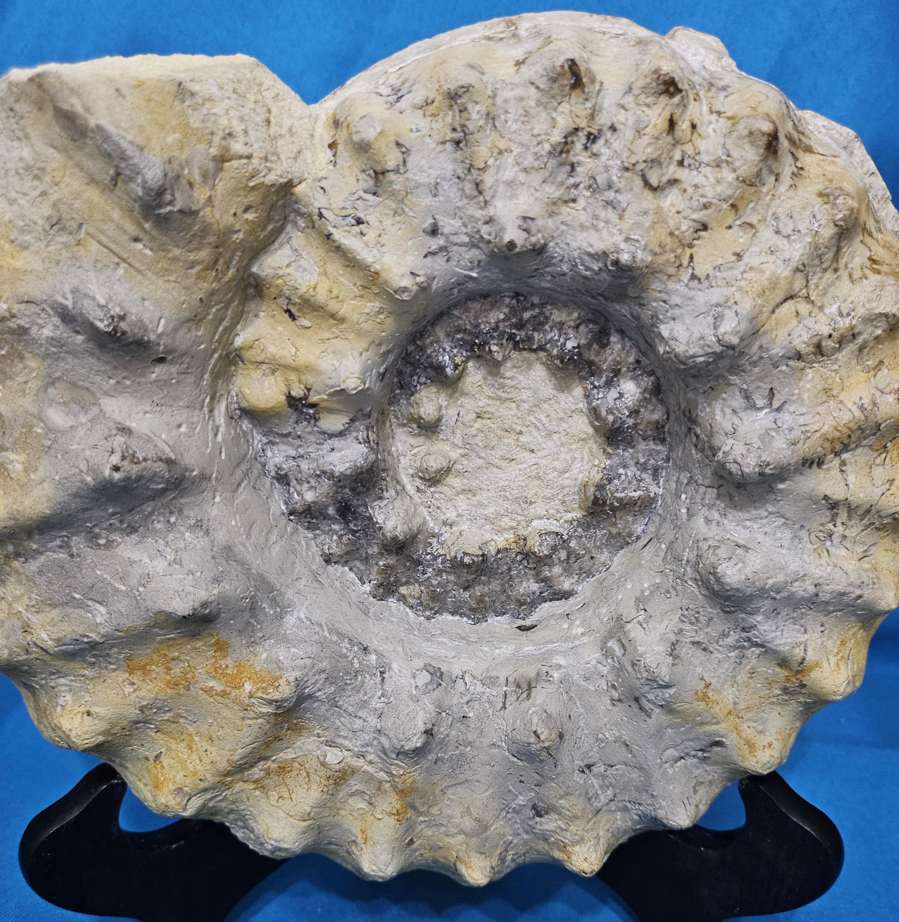 Large Ammonite Fossil Natural Specimen, Mortoniceras Drakeoceras Maximum For Sale 1
