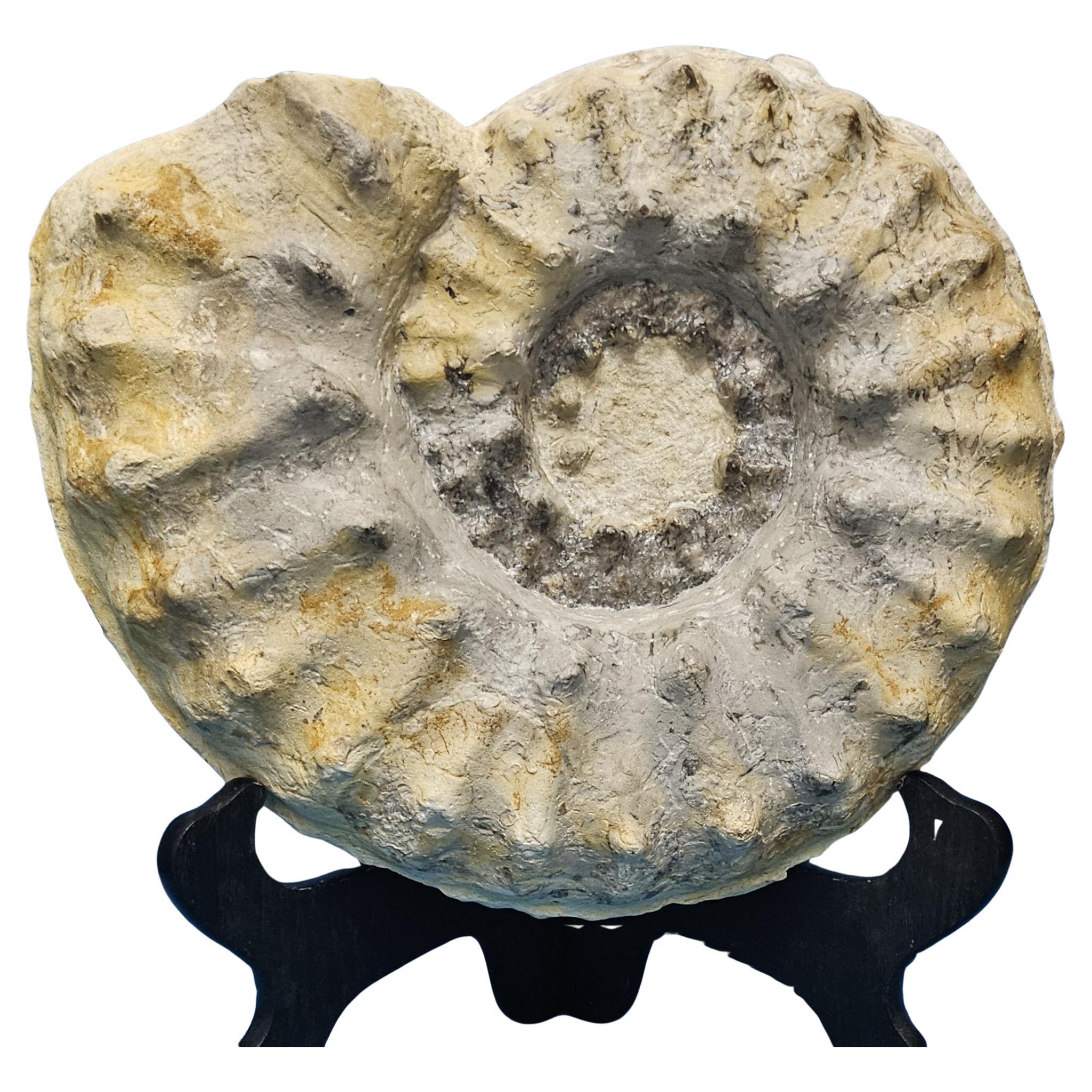 Large Ammonite Fossil Natural Specimen, Mortoniceras Drakeoceras Maximum