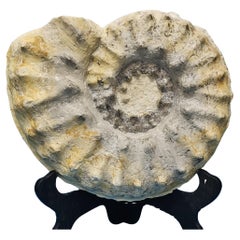 Grande Ammonite Fossile Spécimen Naturel, Mortoniceras Drakeoceras Maximum