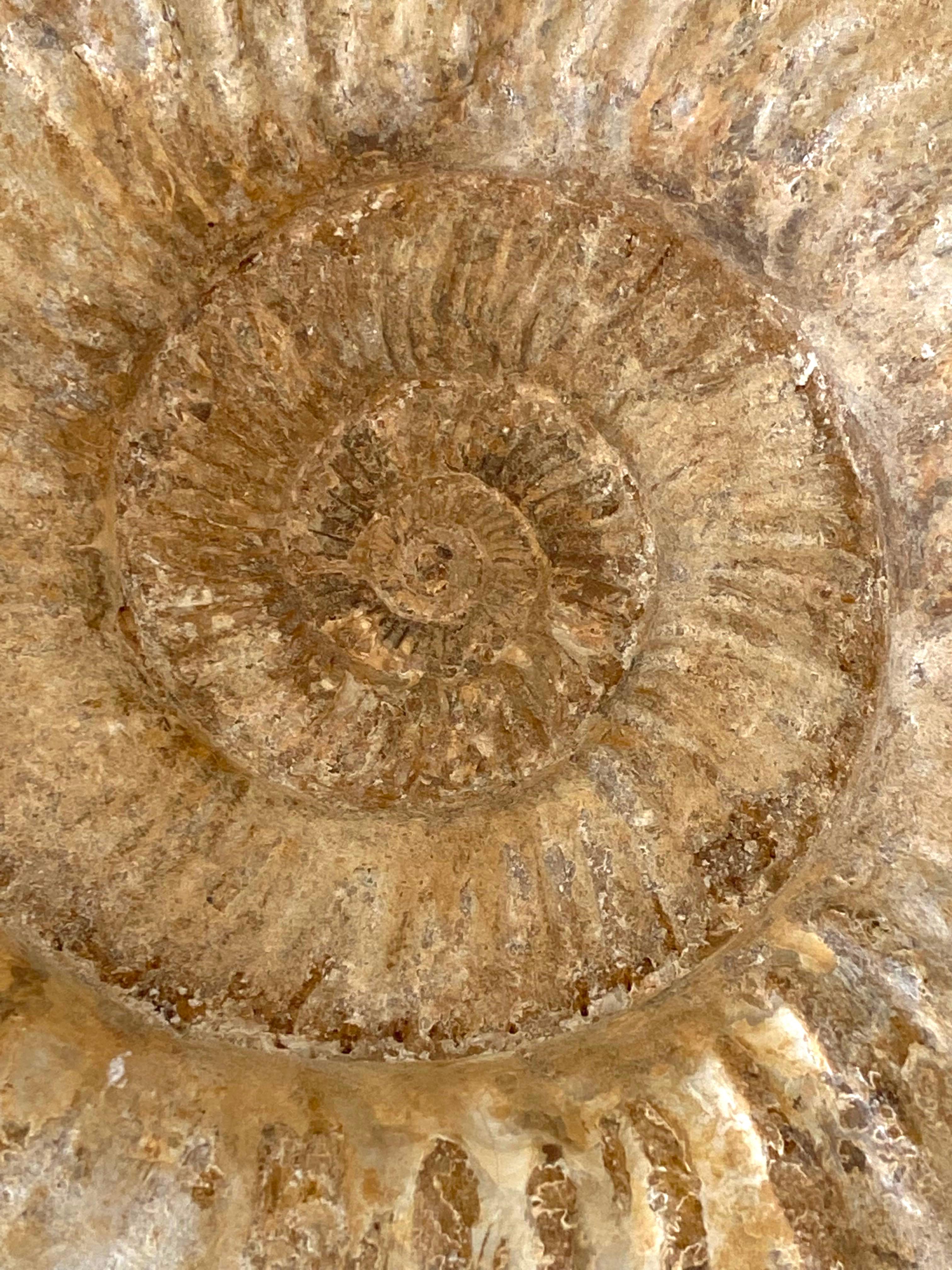 ammonite sculpture