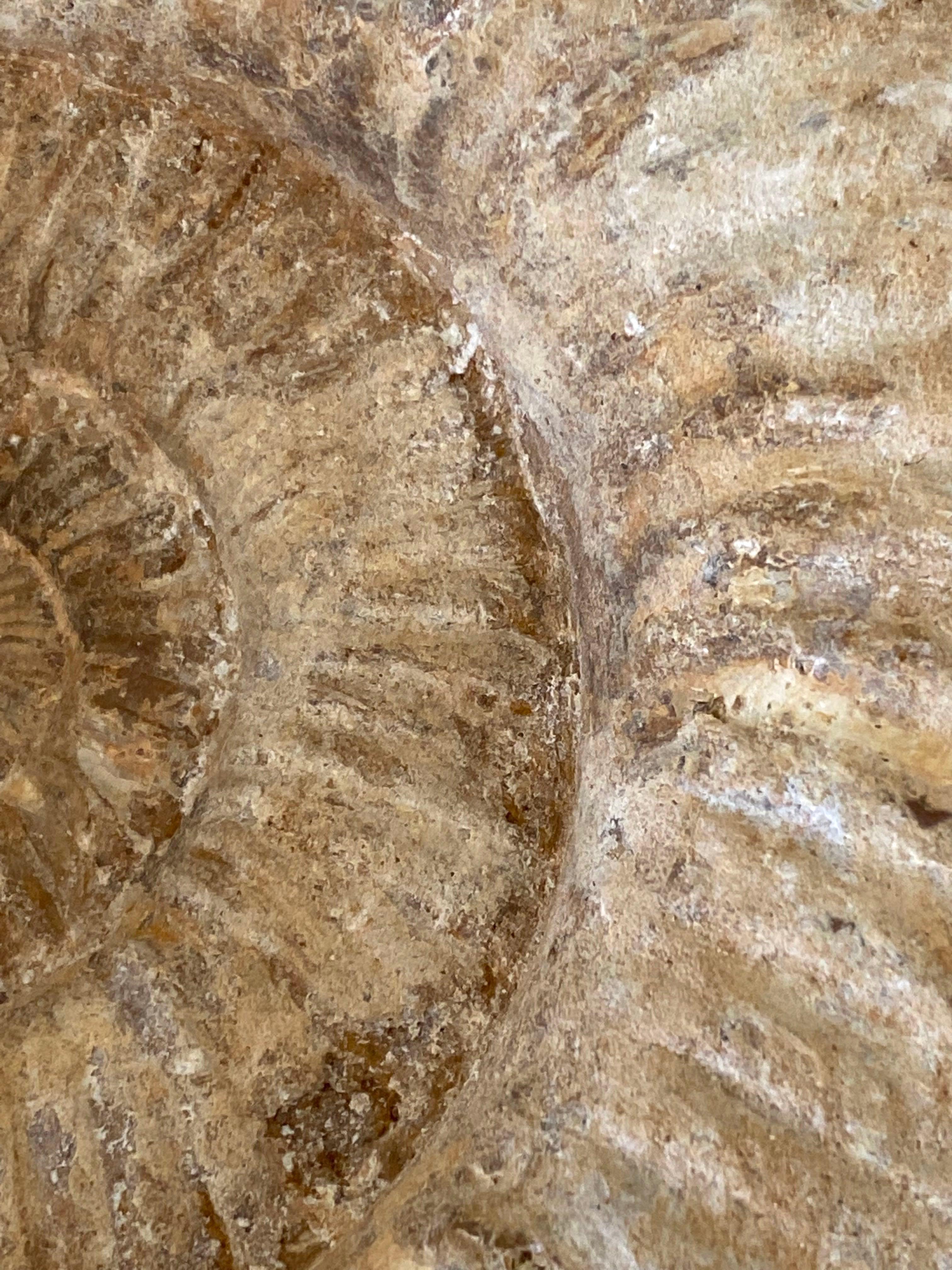 giant ammonite fossil