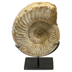 Large Ammonite Fossil Sculpture