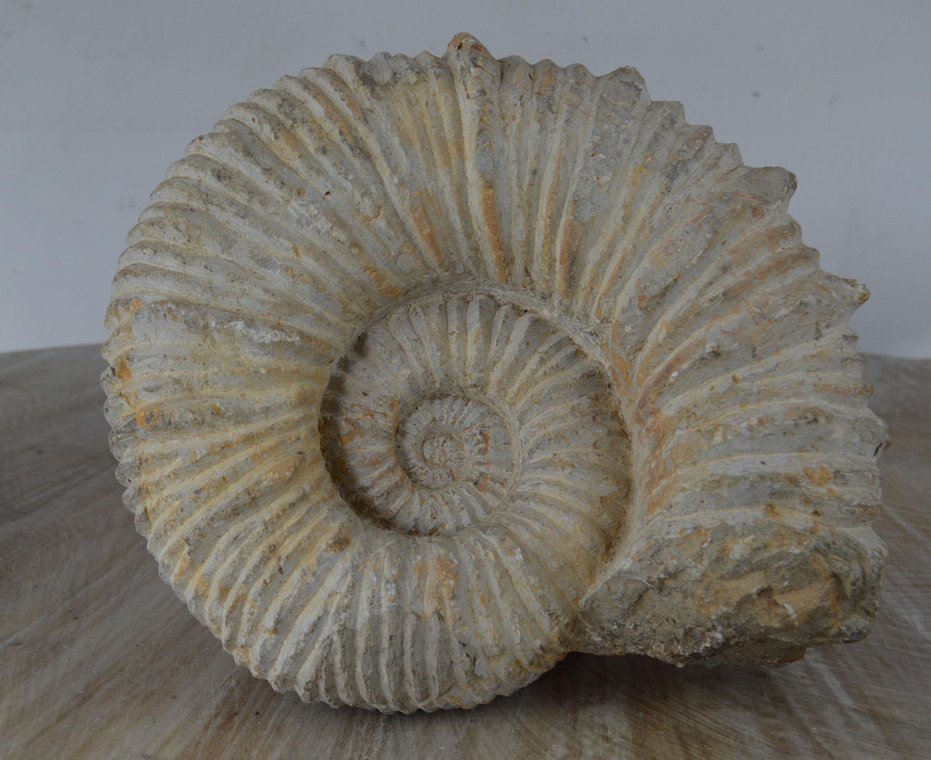 Lovely ammonite in good condition.

Fabulous color.

Formed 150 million years ago

Found in the Sahara Desert. Measures: 12.5 inches wide.