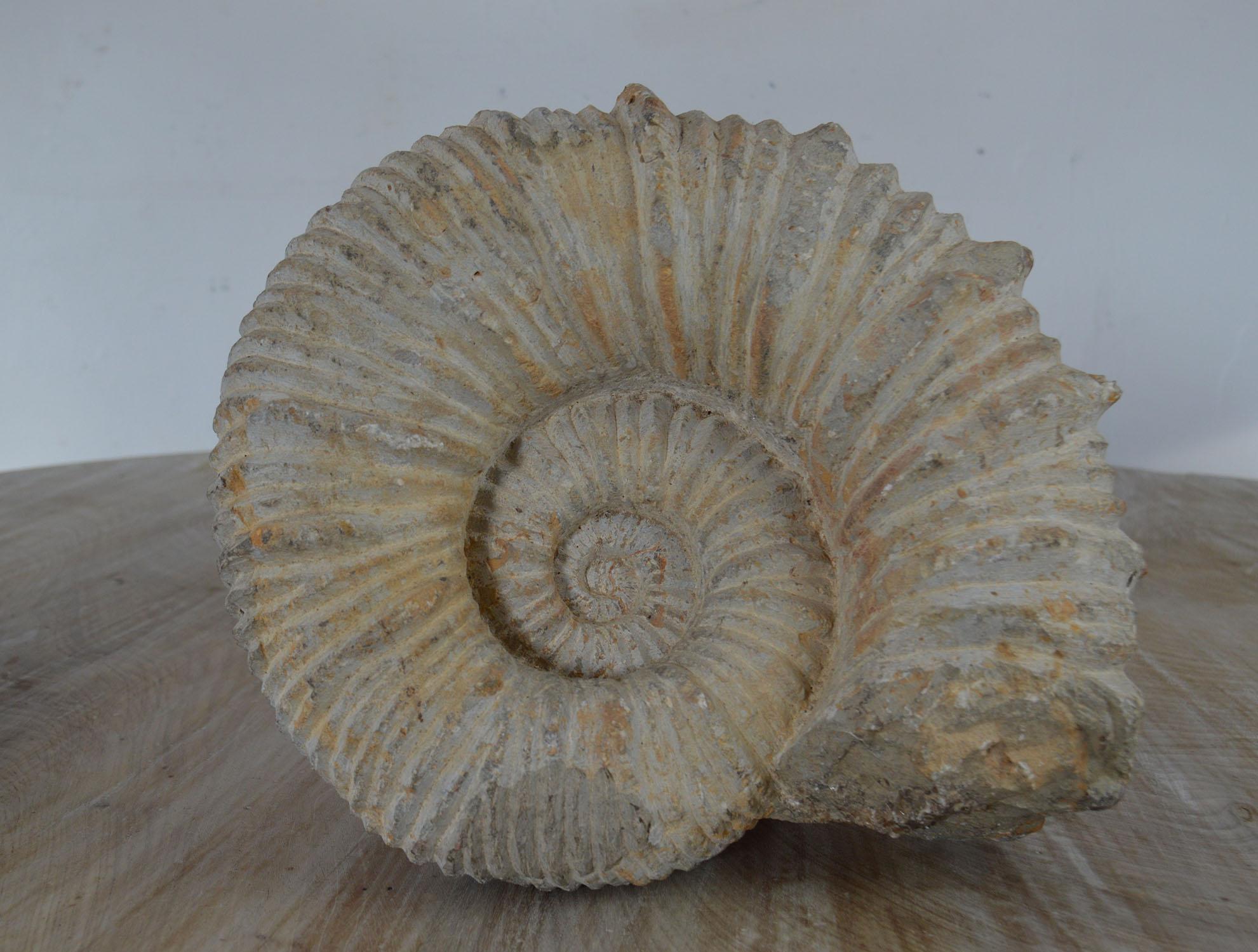 Egyptian Large Ammonite, Genuine Fossil