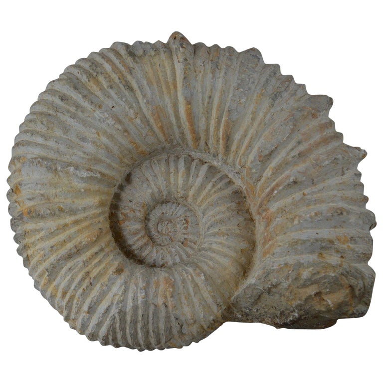 Large Ammonite, Genuine Fossil For Sale at 1stDibs