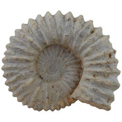 Large Ammonite, Genuine Fossil