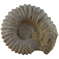 Large Ammonite, Genuine Fossil