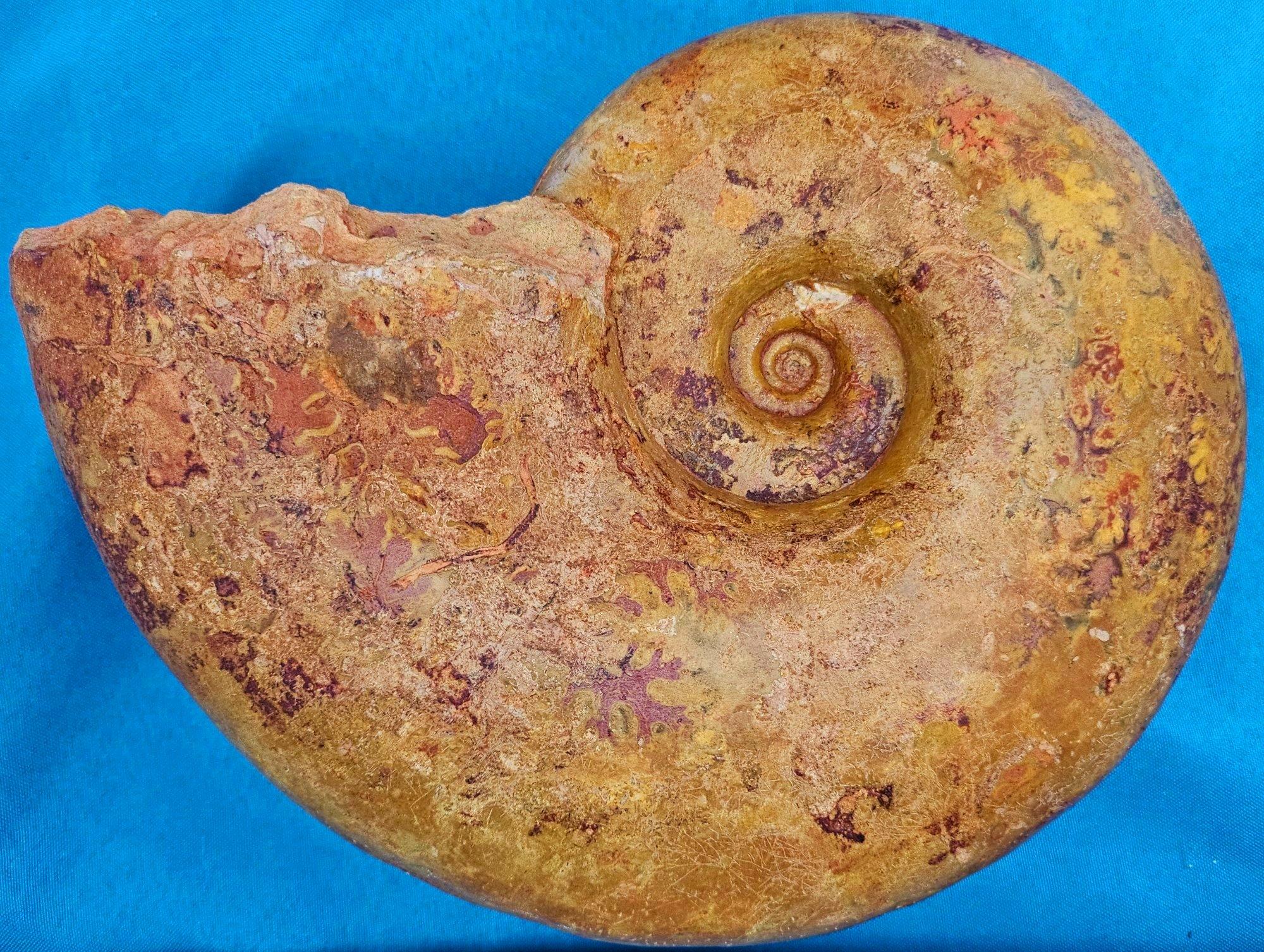 Großer Ammonit, seltene Pachylytoceras-Dilicidum-Art, 190-200 Millionen Jahre alt im Angebot 2