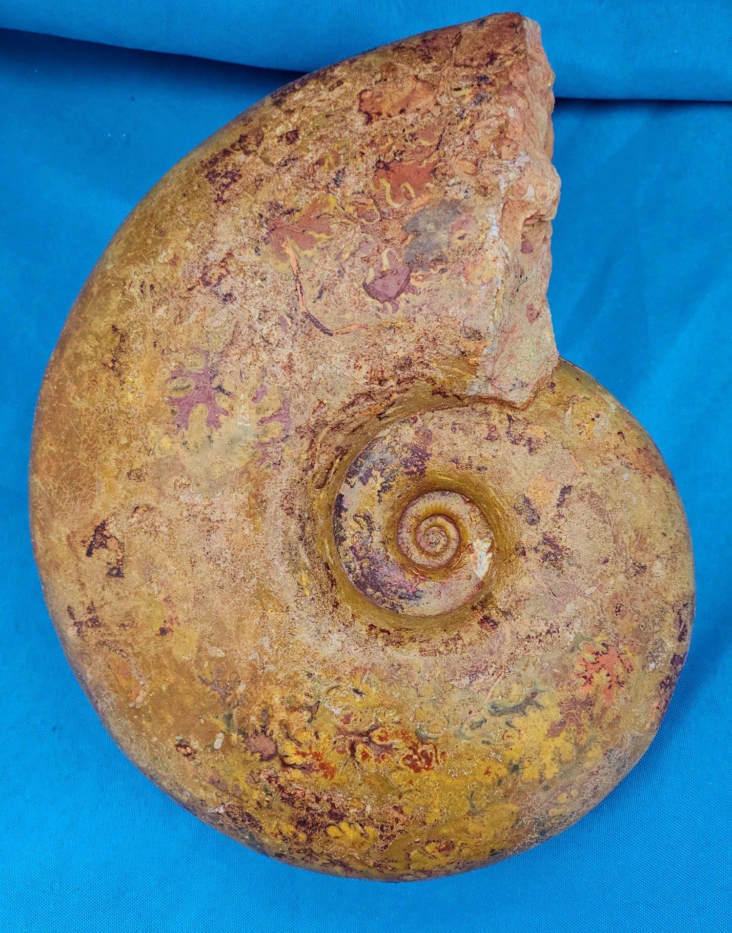 Großer Ammonit, seltene Pachylytoceras-Dilicidum-Art, 190-200 Millionen Jahre alt im Angebot 3