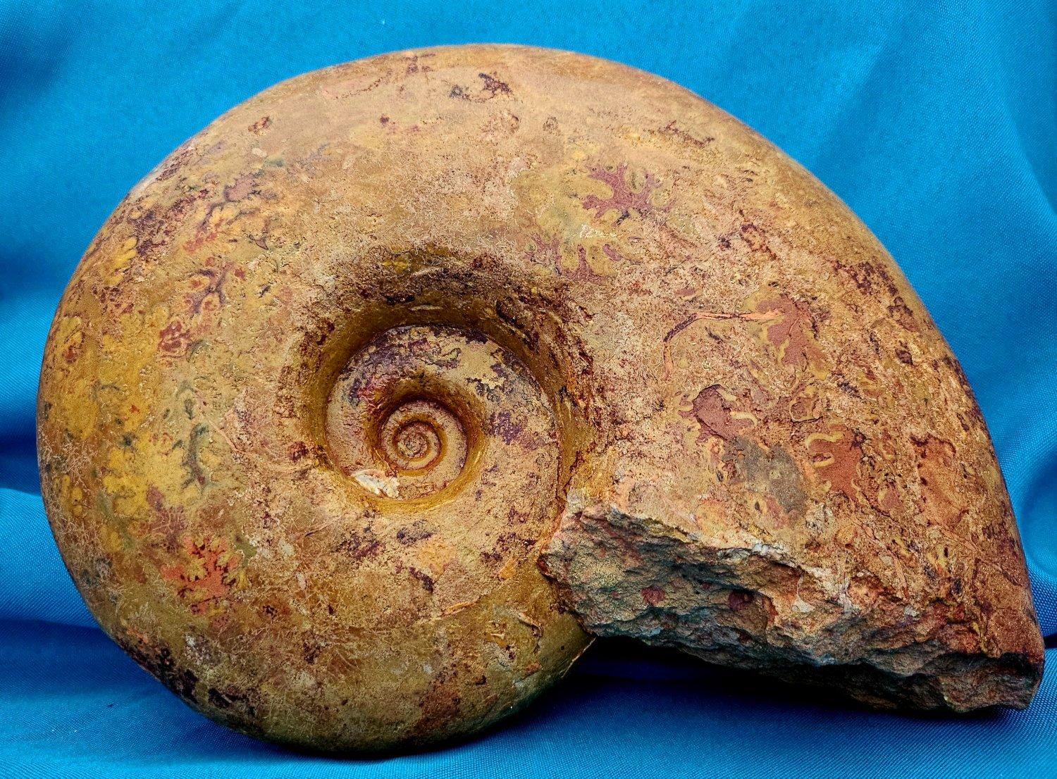 Großer Ammonit, seltene Pachylytoceras-Dilicidum-Art, 190-200 Millionen Jahre alt im Angebot 4