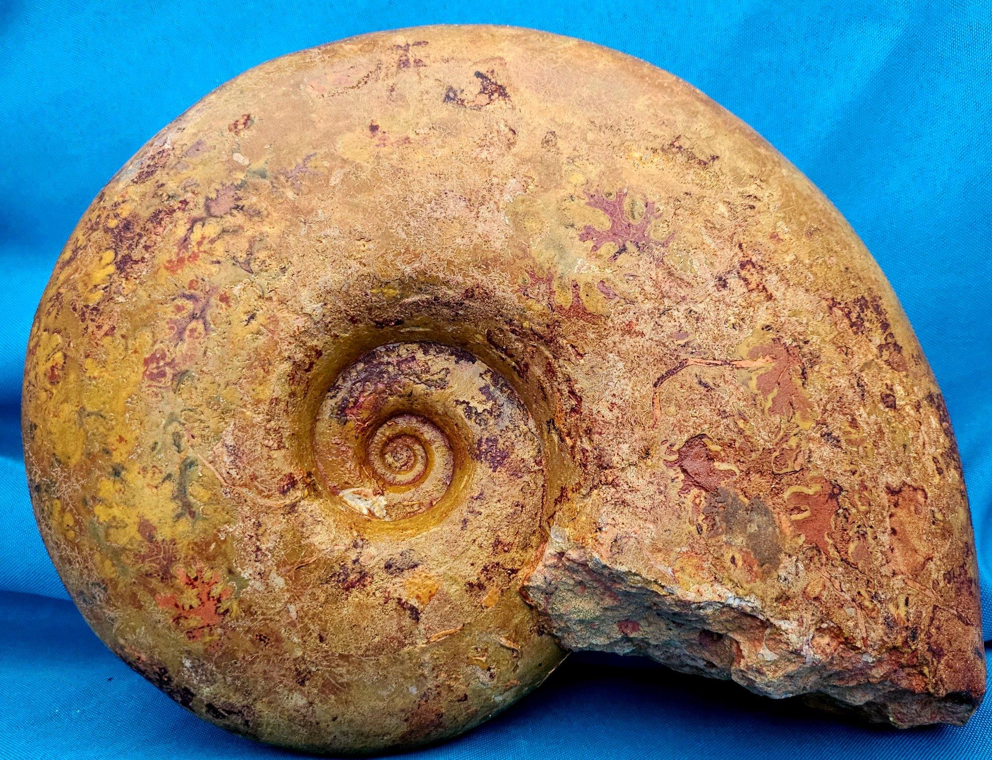 Großer Ammonit, seltene Pachylytoceras-Dilicidum-Art, 190-200 Millionen Jahre alt im Angebot 5