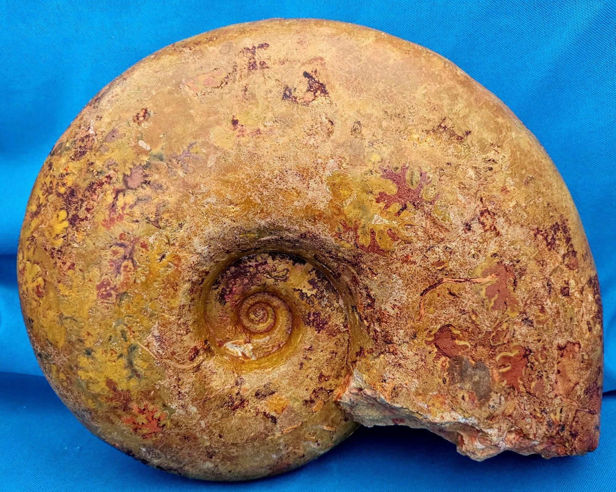 Großer Ammonit, seltene Pachylytoceras-Dilicidum-Art, 190-200 Millionen Jahre alt im Angebot 6