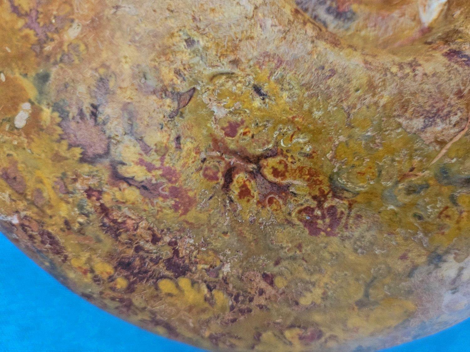 Großer Ammonit, seltene Pachylytoceras-Dilicidum-Art, 190-200 Millionen Jahre alt im Angebot 8