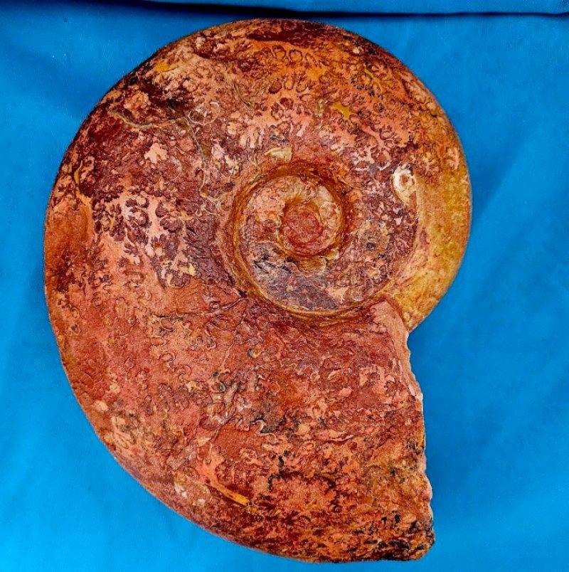 Großer Ammonit, seltene Pachylytoceras Dilicidum Art, ca. 190-200 Millionen Jahre alt. Dies ist ein schönes, mehrfarbiges fossiles Exemplar, das wahrscheinlich in Frankreich gefunden wurde. Die blattartigen Muster und die dunklen Burgunder-, Rot-,