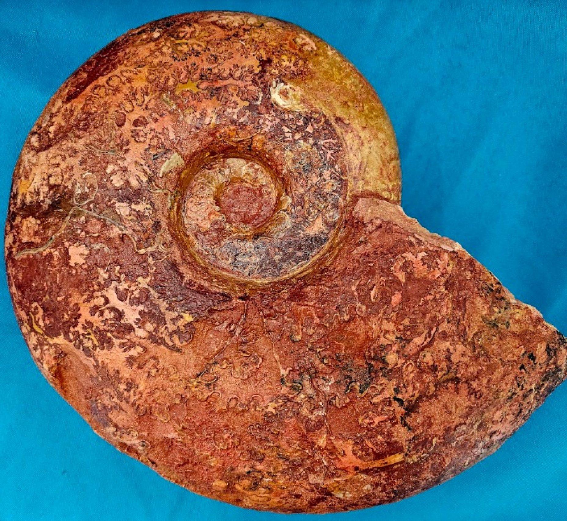 Großer Ammonit, seltene Pachylytoceras-Dilicidum-Art, 190-200 Millionen Jahre alt (Organische Moderne) im Angebot