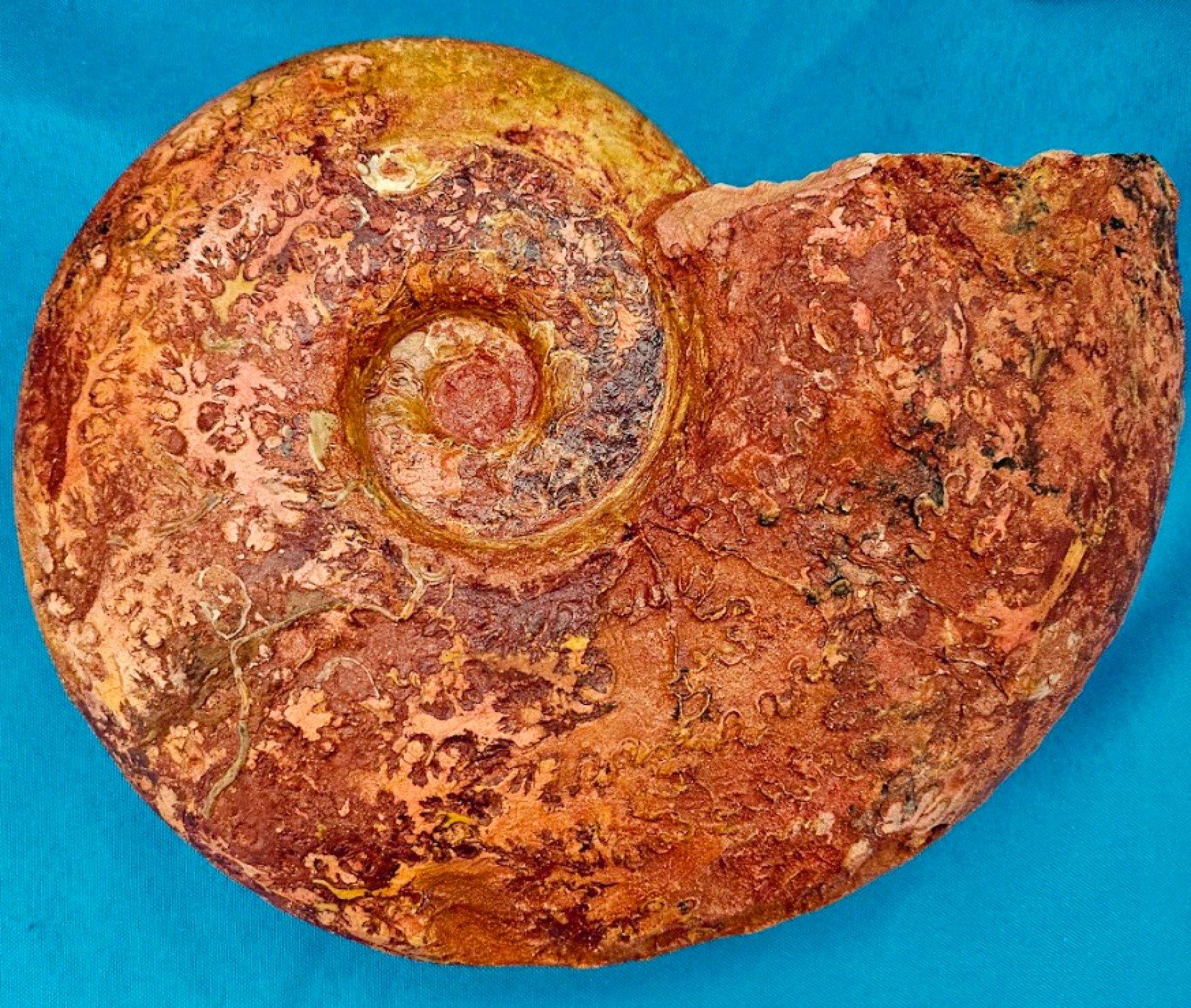 Großer Ammonit, seltene Pachylytoceras-Dilicidum-Art, 190-200 Millionen Jahre alt (Französisch) im Angebot