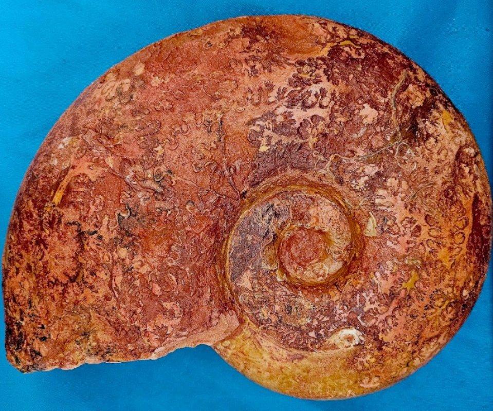 Großer Ammonit, seltene Pachylytoceras-Dilicidum-Art, 190-200 Millionen Jahre alt (Sonstiges) im Angebot