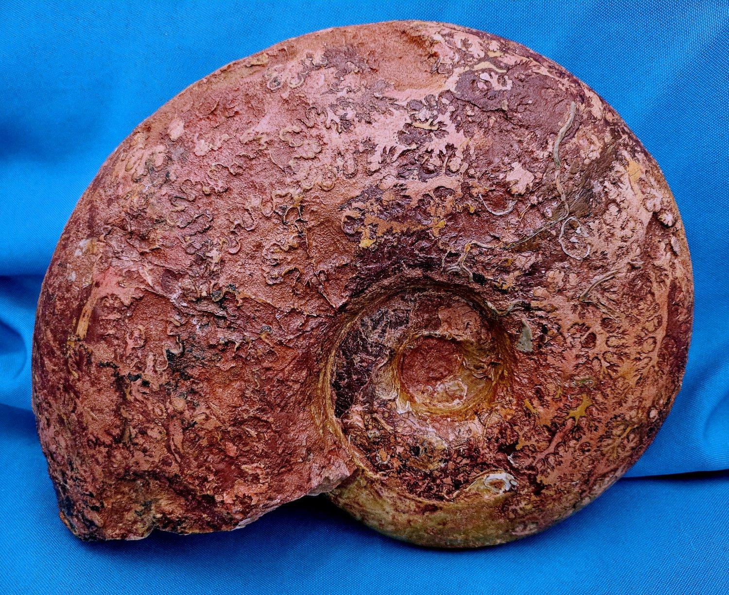 Großer Ammonit, seltene Pachylytoceras-Dilicidum-Art, 190-200 Millionen Jahre alt im Zustand „Gut“ im Angebot in Warrenton, OR