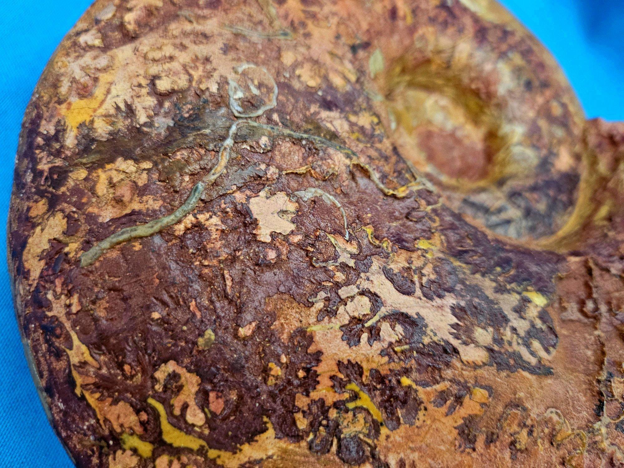 Großer Ammonit, seltene Pachylytoceras-Dilicidum-Art, 190-200 Millionen Jahre alt im Angebot 1