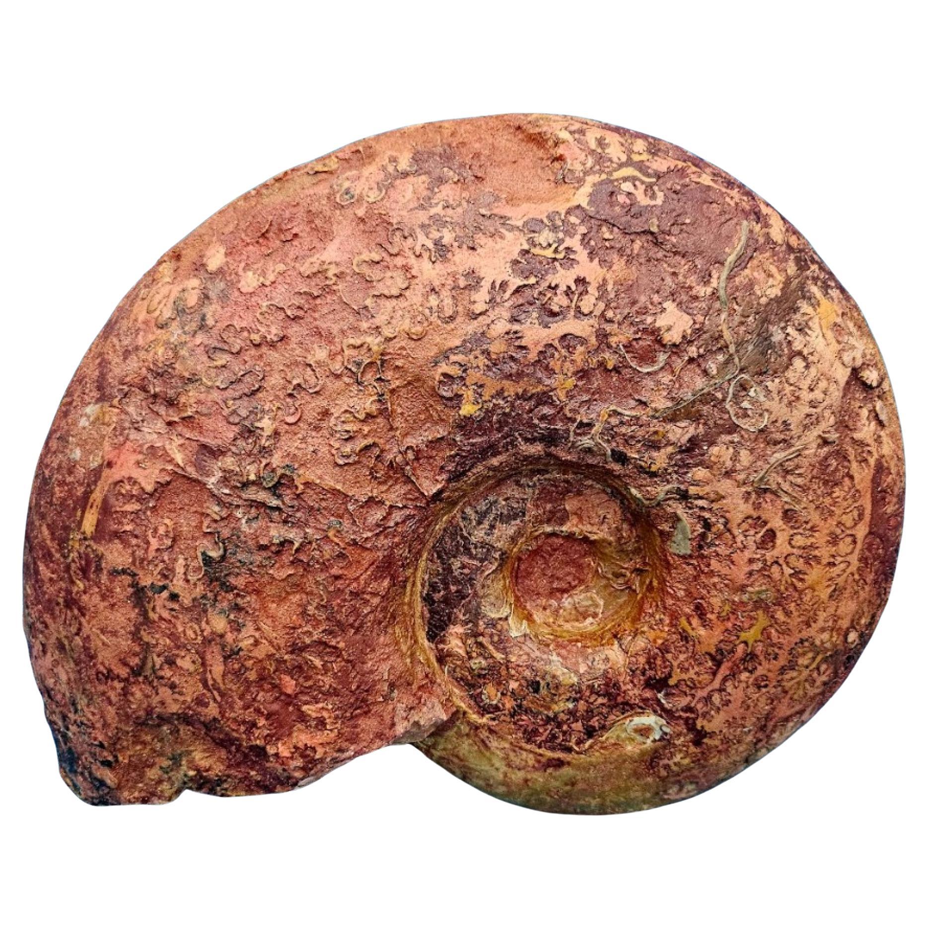 Großer Ammonit, seltene Pachylytoceras-Dilicidum-Art, 190-200 Millionen Jahre alt im Angebot