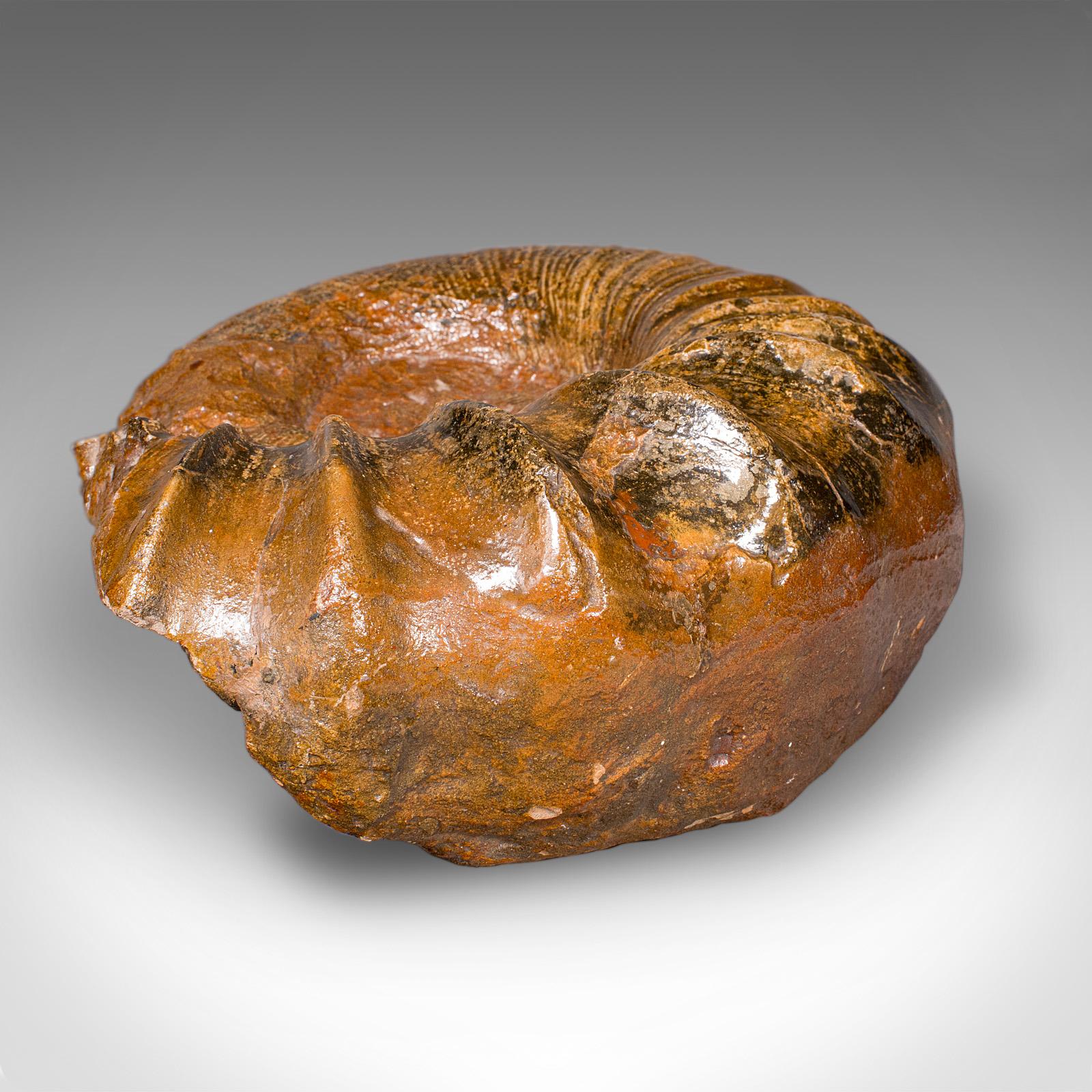 Grand spécimen d'ammonite, histoire naturelle, fossile jurassique, présentation ancienne en vente 3