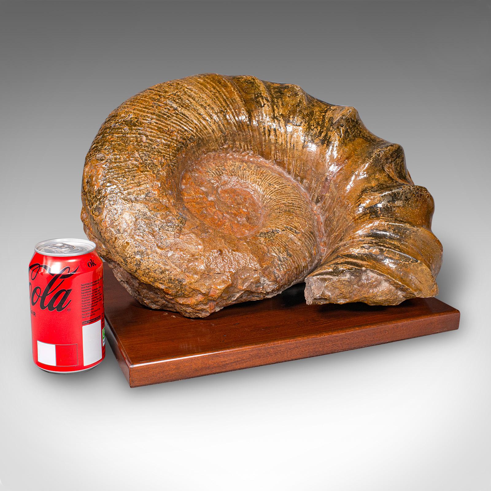Grand spécimen d'ammonite, histoire naturelle, fossile jurassique, présentation ancienne en vente 5