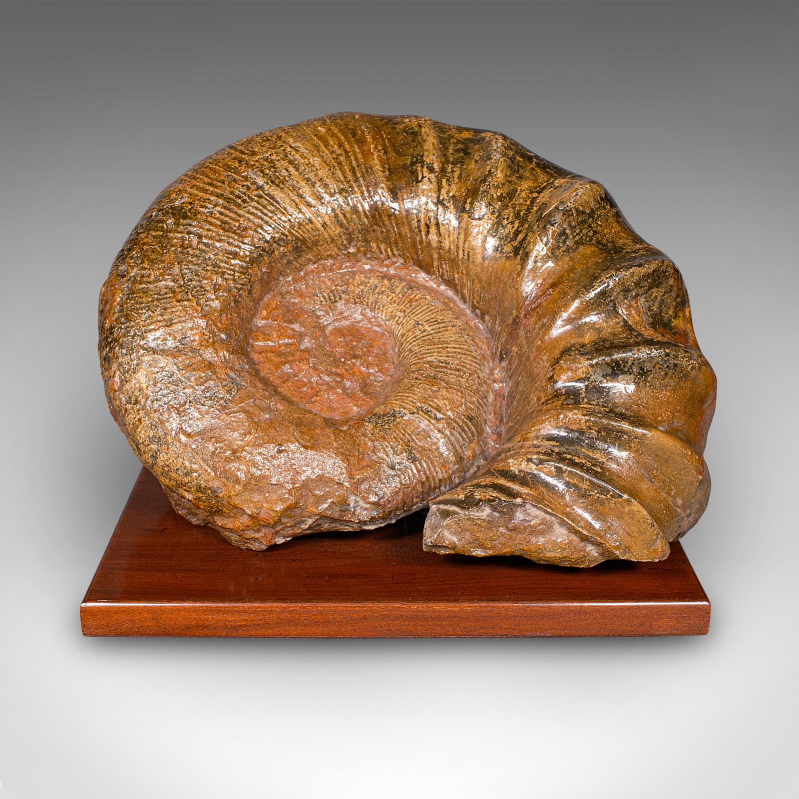 Il s'agit d'un grand spécimen ancien d'ammonite, d'origine africaine et monté à la fin de la période victorienne, vers 1890. Un magnifique exemple d'histoire naturelle, placé sur un beau socle en acajou pour une présentation distinguée.

Fascinant