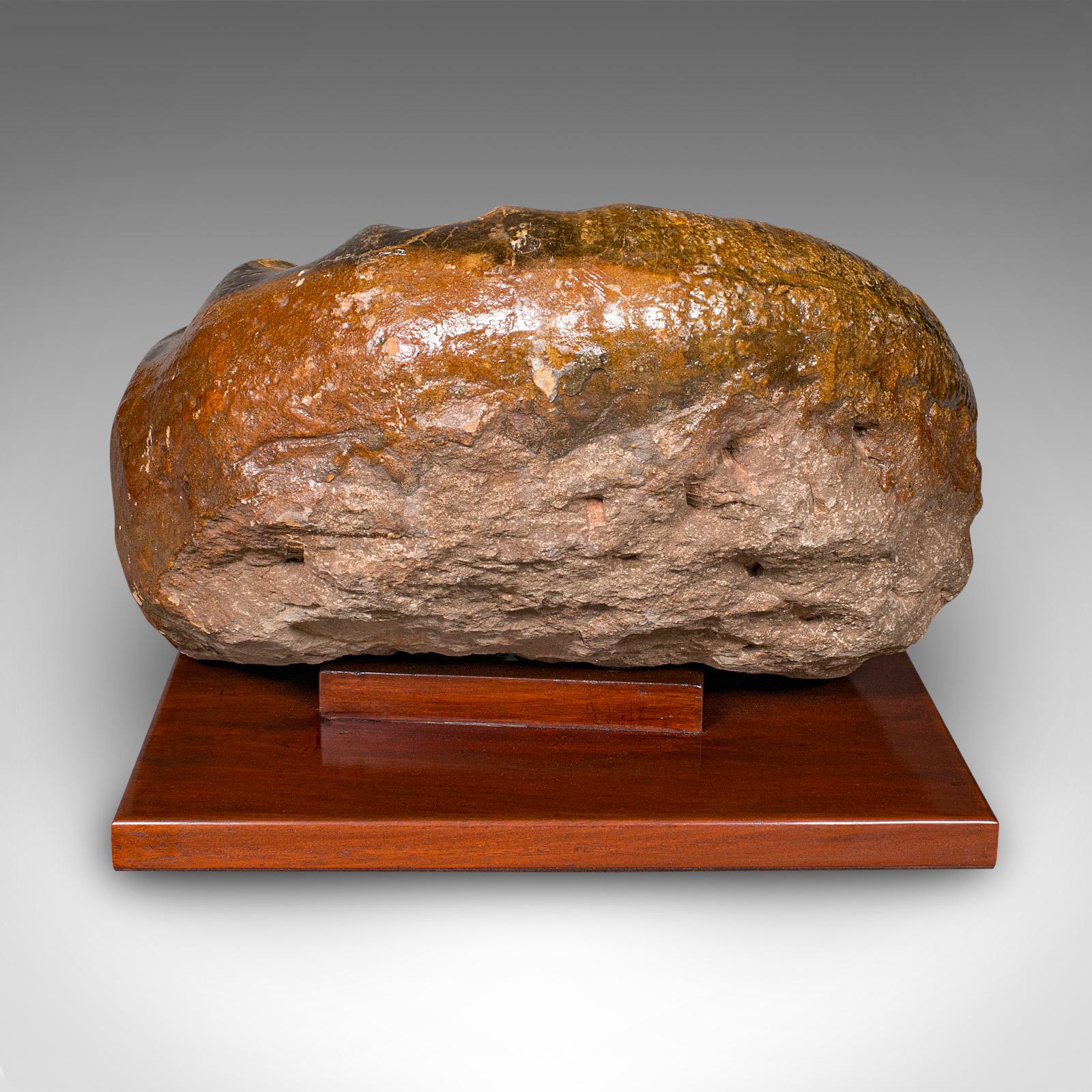 Sud-africain Grand spécimen d'ammonite, histoire naturelle, fossile jurassique, présentation ancienne en vente