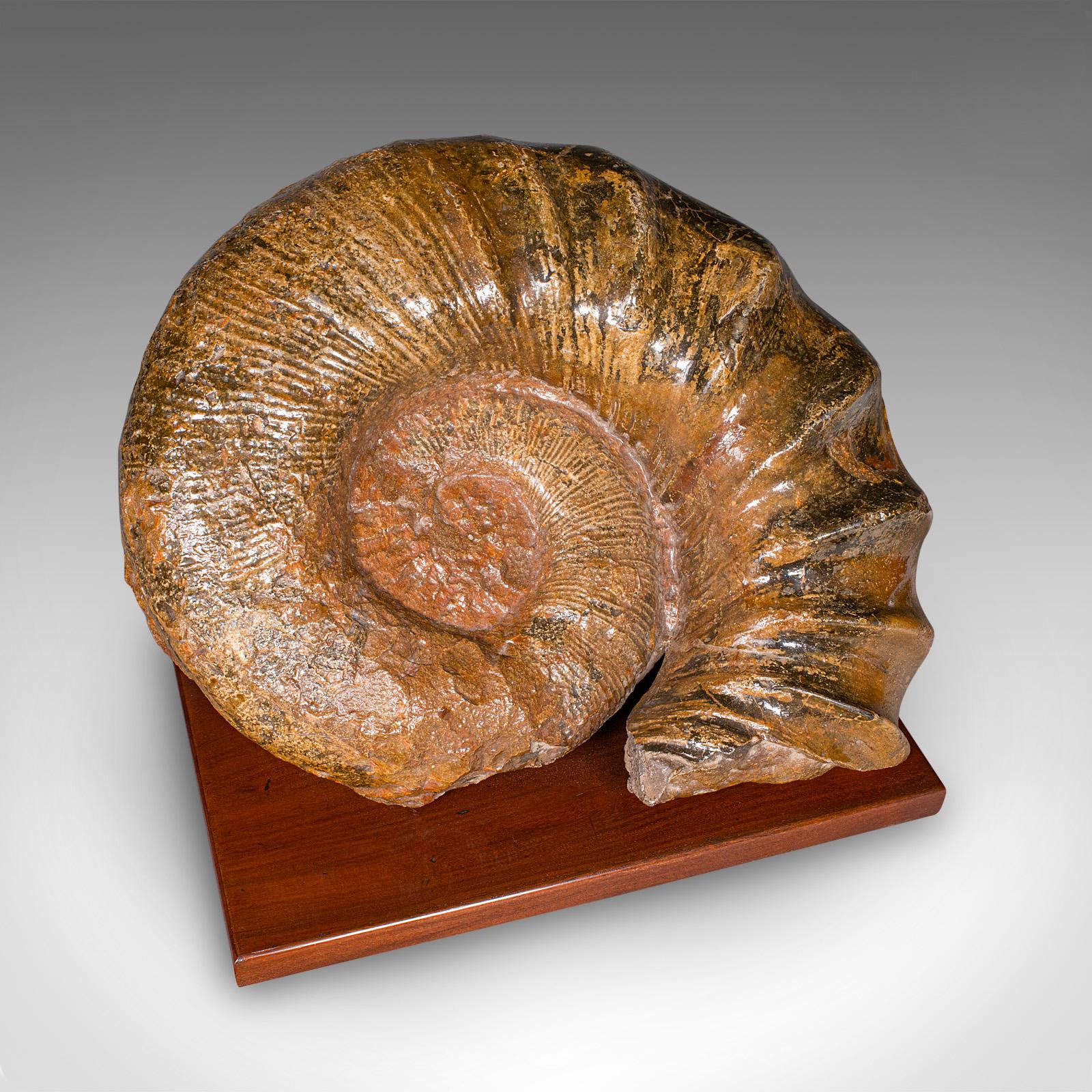 Fin du XIXe siècle Grand spécimen d'ammonite, histoire naturelle, fossile jurassique, présentation ancienne en vente