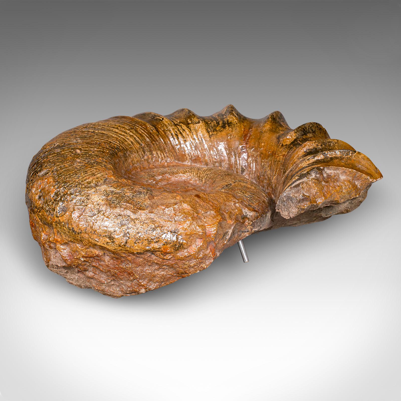 Pierre Grand spécimen d'ammonite, histoire naturelle, fossile jurassique, présentation ancienne en vente