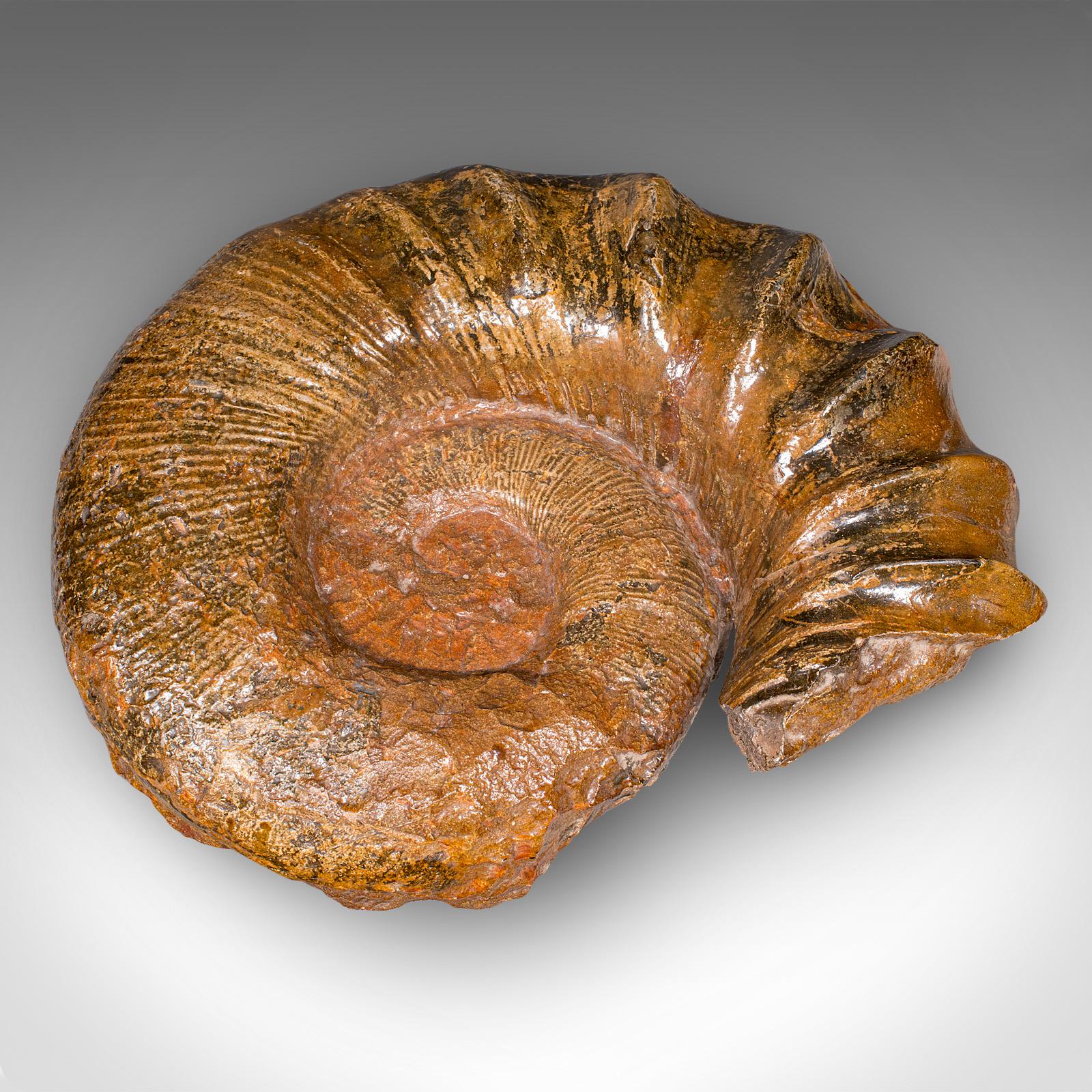 Grand spécimen d'ammonite, histoire naturelle, fossile jurassique, présentation ancienne en vente 1