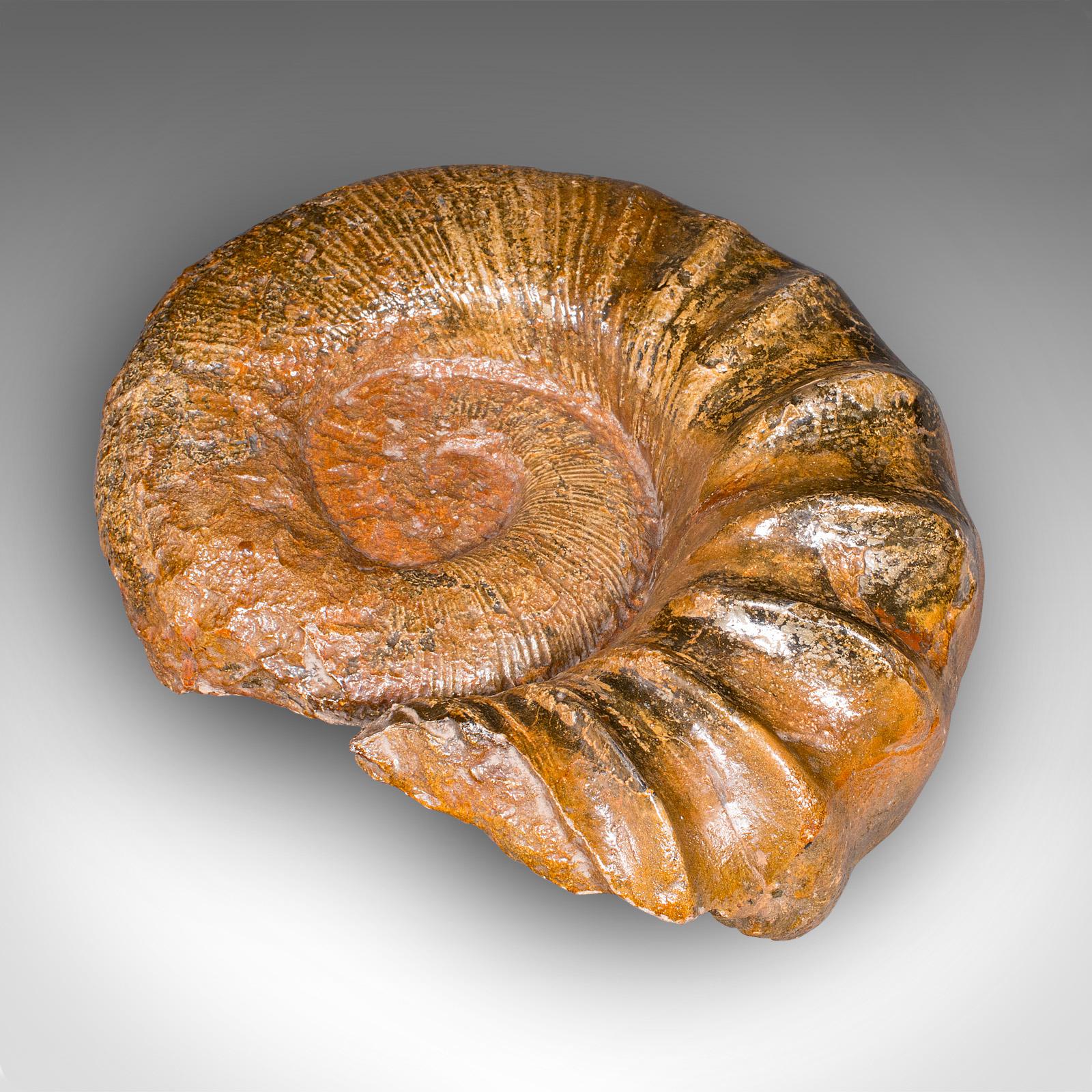 Grand spécimen d'ammonite, histoire naturelle, fossile jurassique, présentation ancienne en vente 2