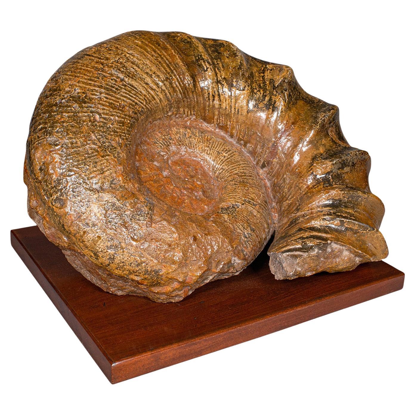 Large Ammonite Specimen, Natural History, Jurassic Fossil, Antique Presentation