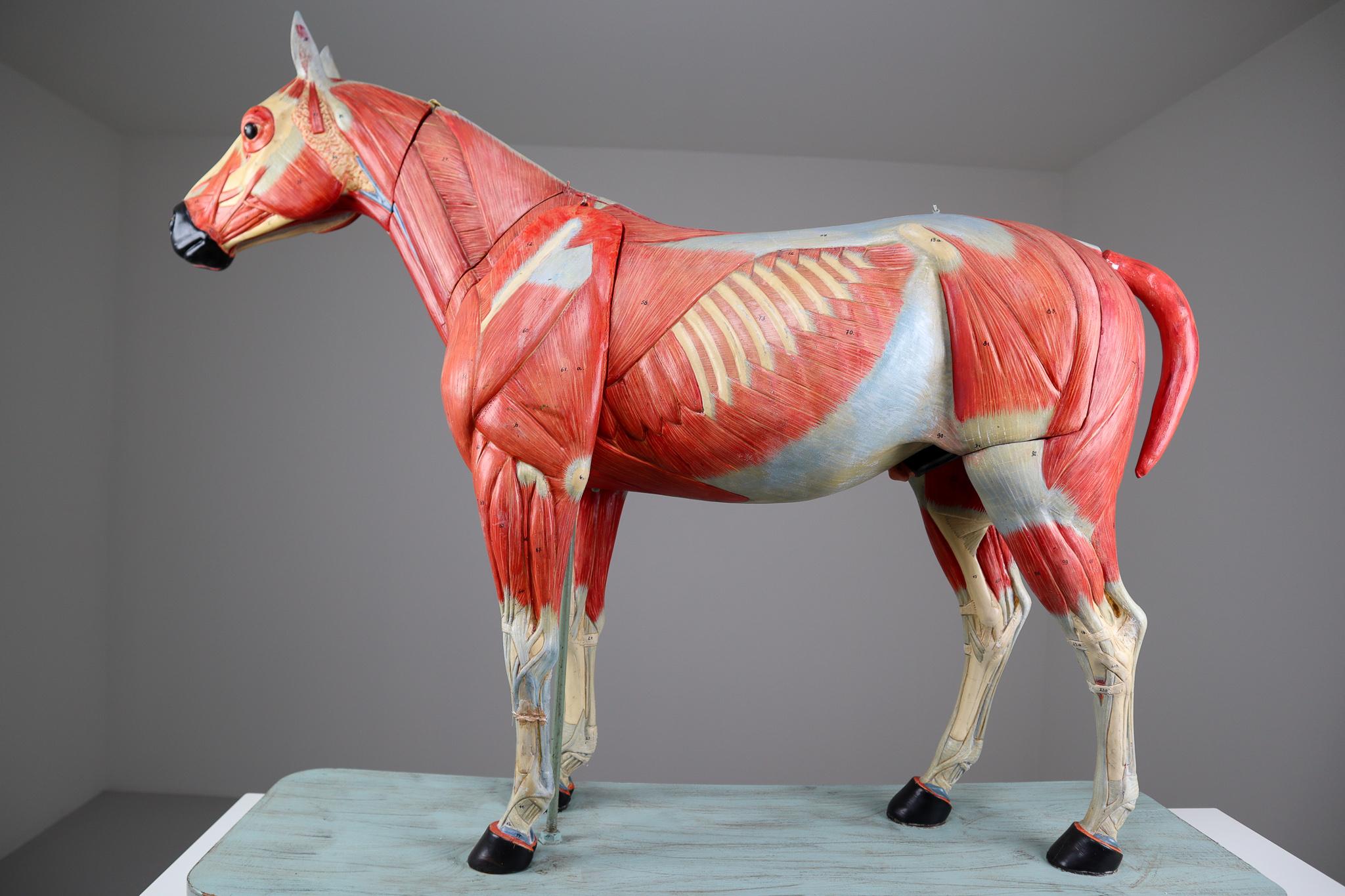 This is an important handmade large scale paper mâché anatomical model of a horse by Somso Germany 1920s. At the turn of the century France and Berlin were known for their elaborate teaching models. We just returned from Germany with a few rare