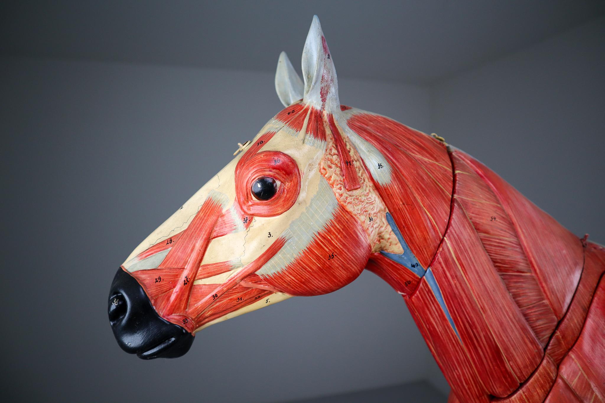 Bauhaus Large Anatomical Model of a Horse by Somso Germany 1920s