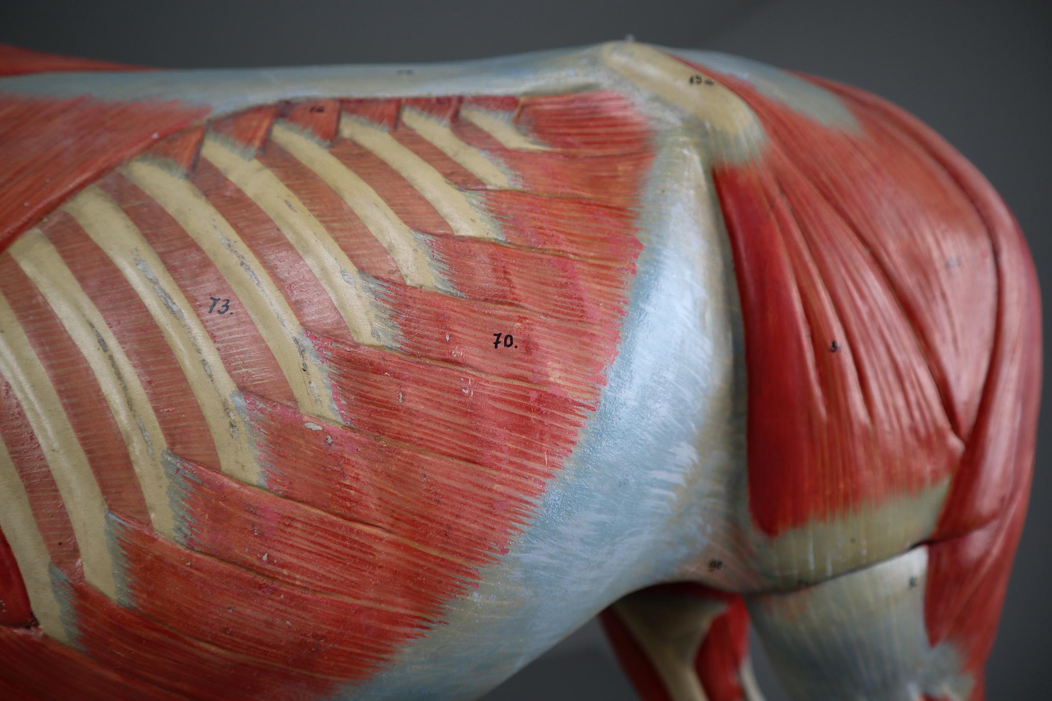 Wood Large Anatomical Model of a Horse by Somso Germany 1920s