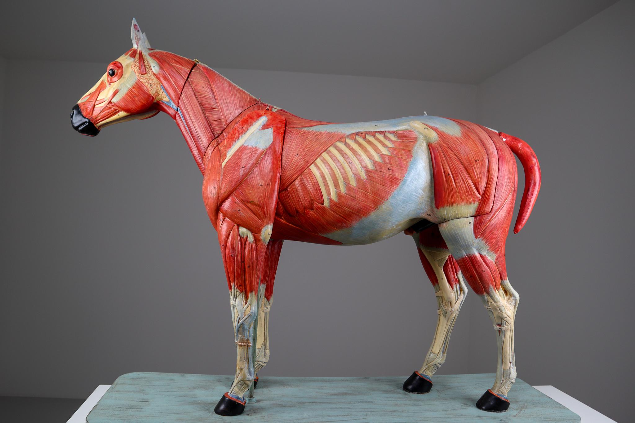 Large Anatomical Model of a Horse by Somso Germany 1920s 1