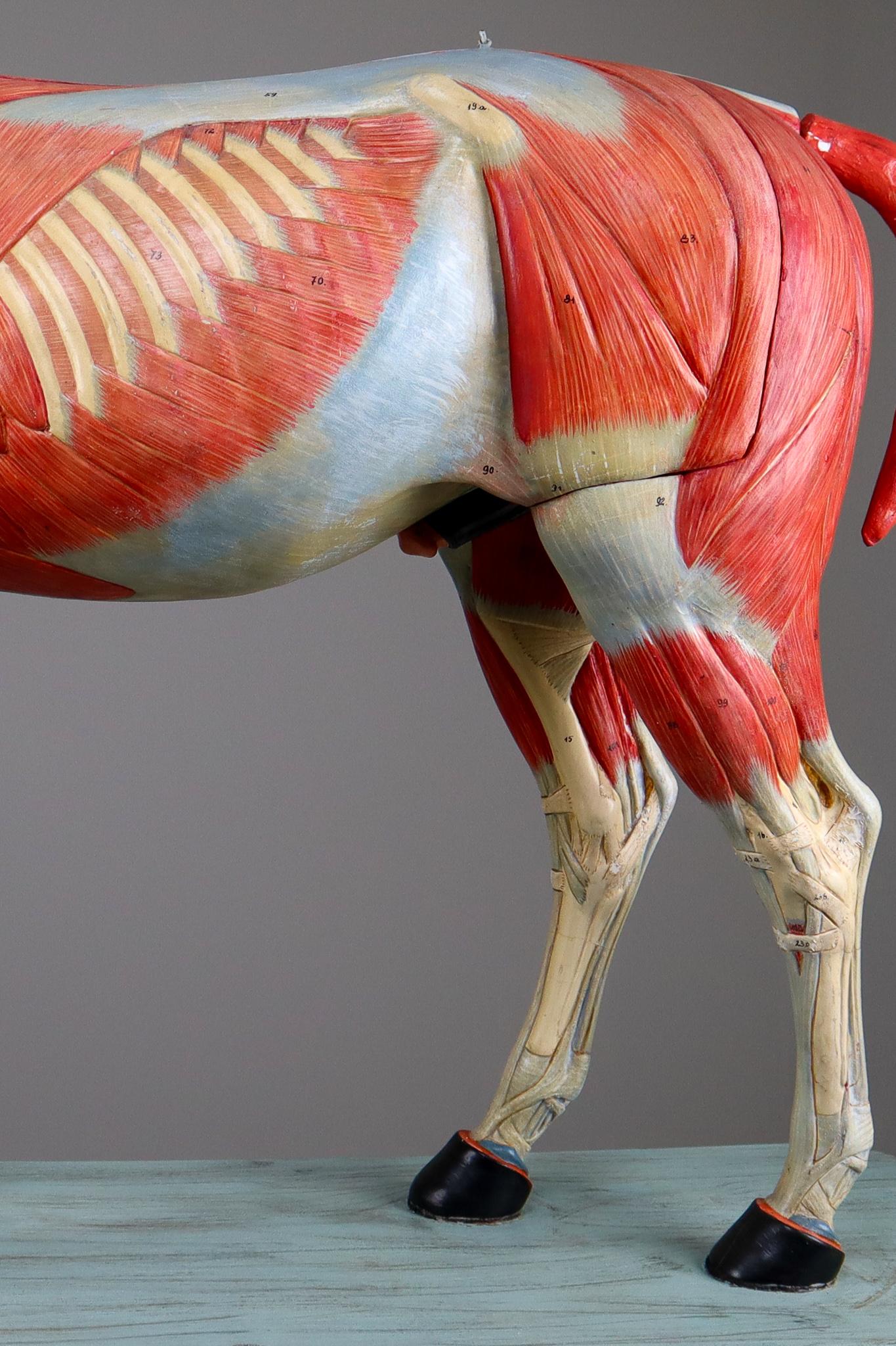 Large Anatomical Model of a Horse by Somso Germany 1920s 2