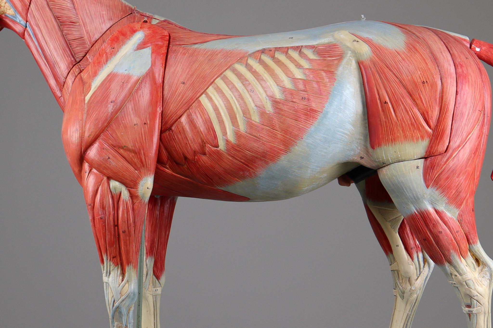 Large Anatomical Model of a Horse by Somso Germany 1920s 3