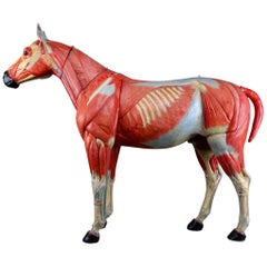 Large Anatomical Model of a Horse by Somso Germany 1920s