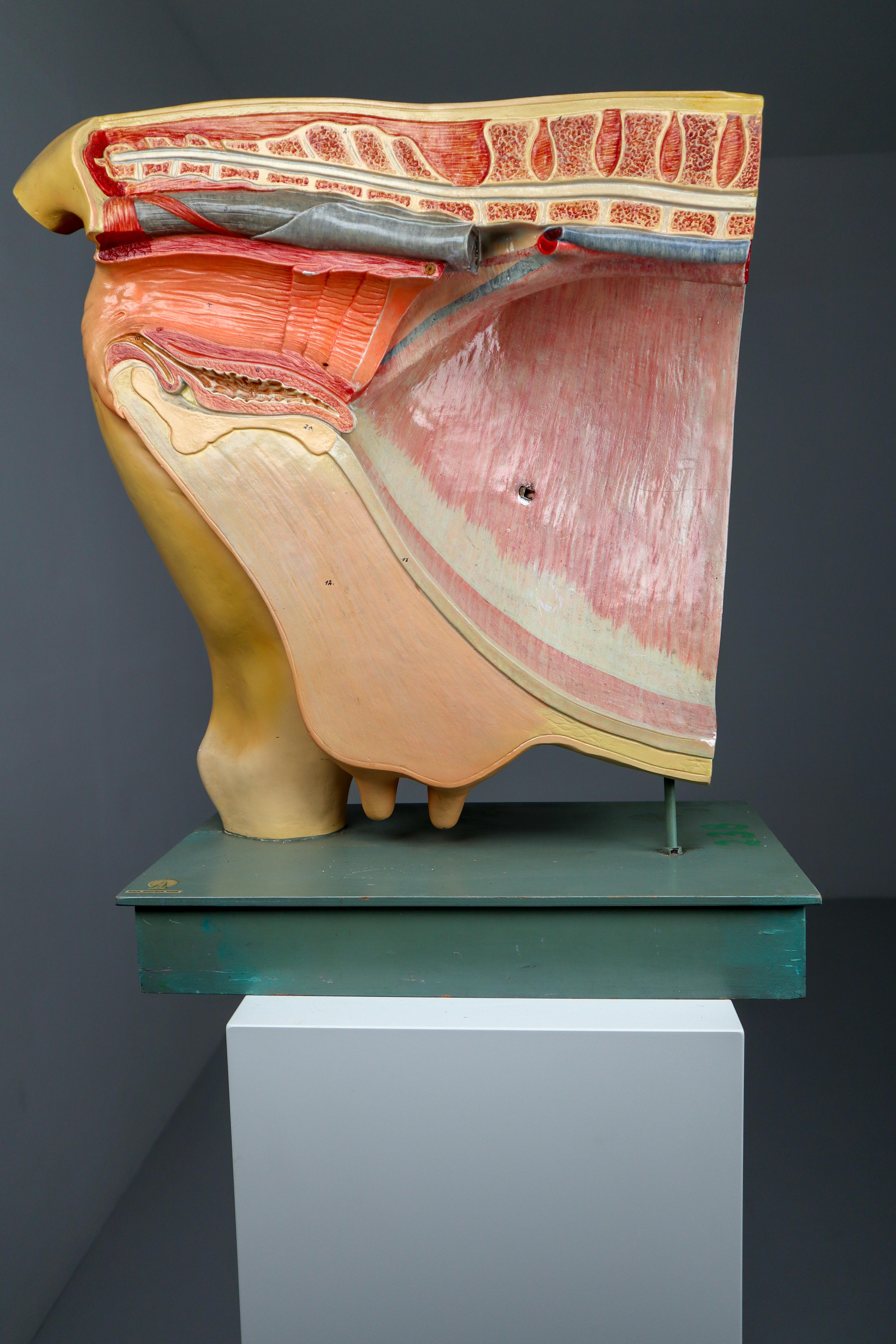 Large Anatomical Teaching Model 