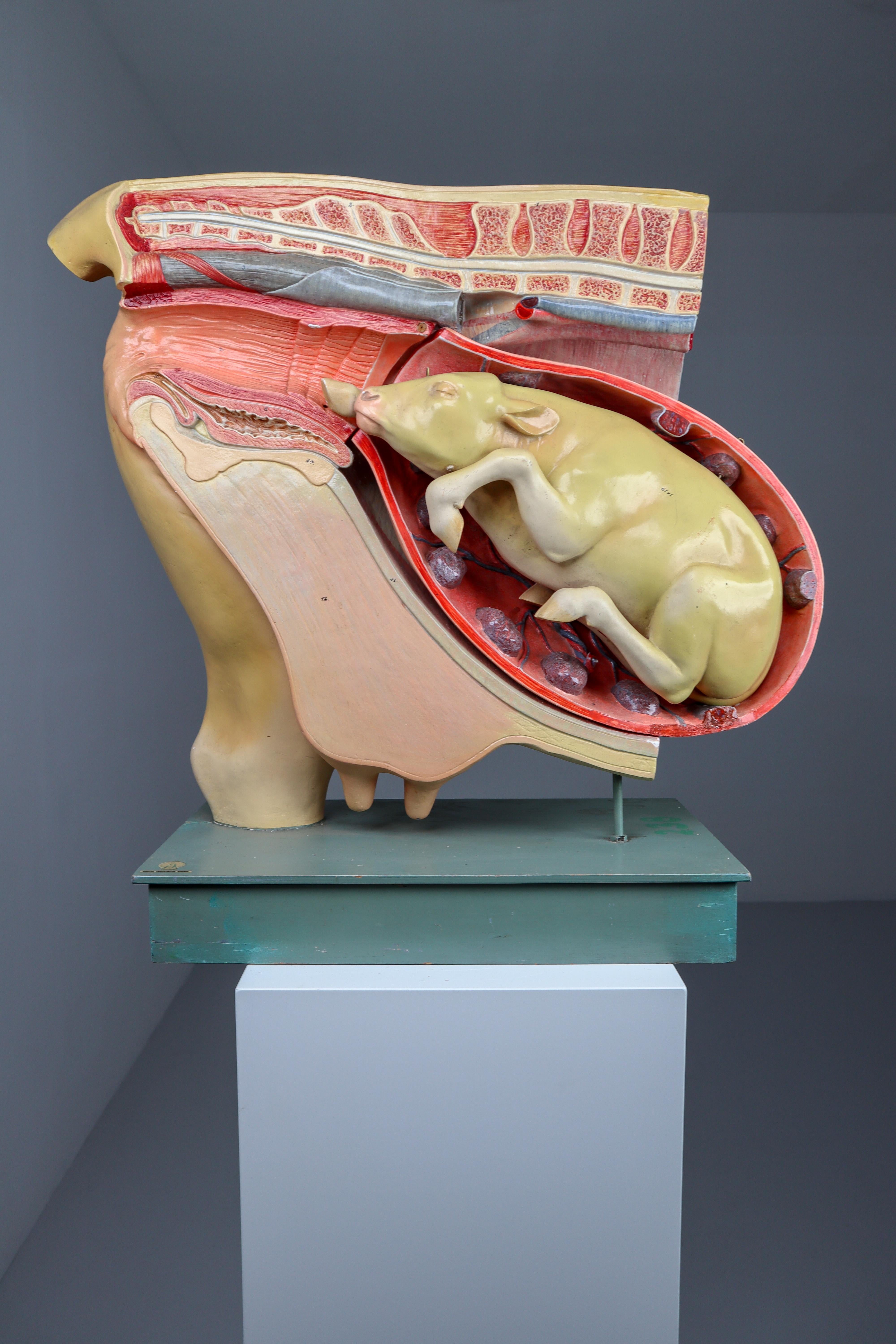 Anatomical teaching model 
