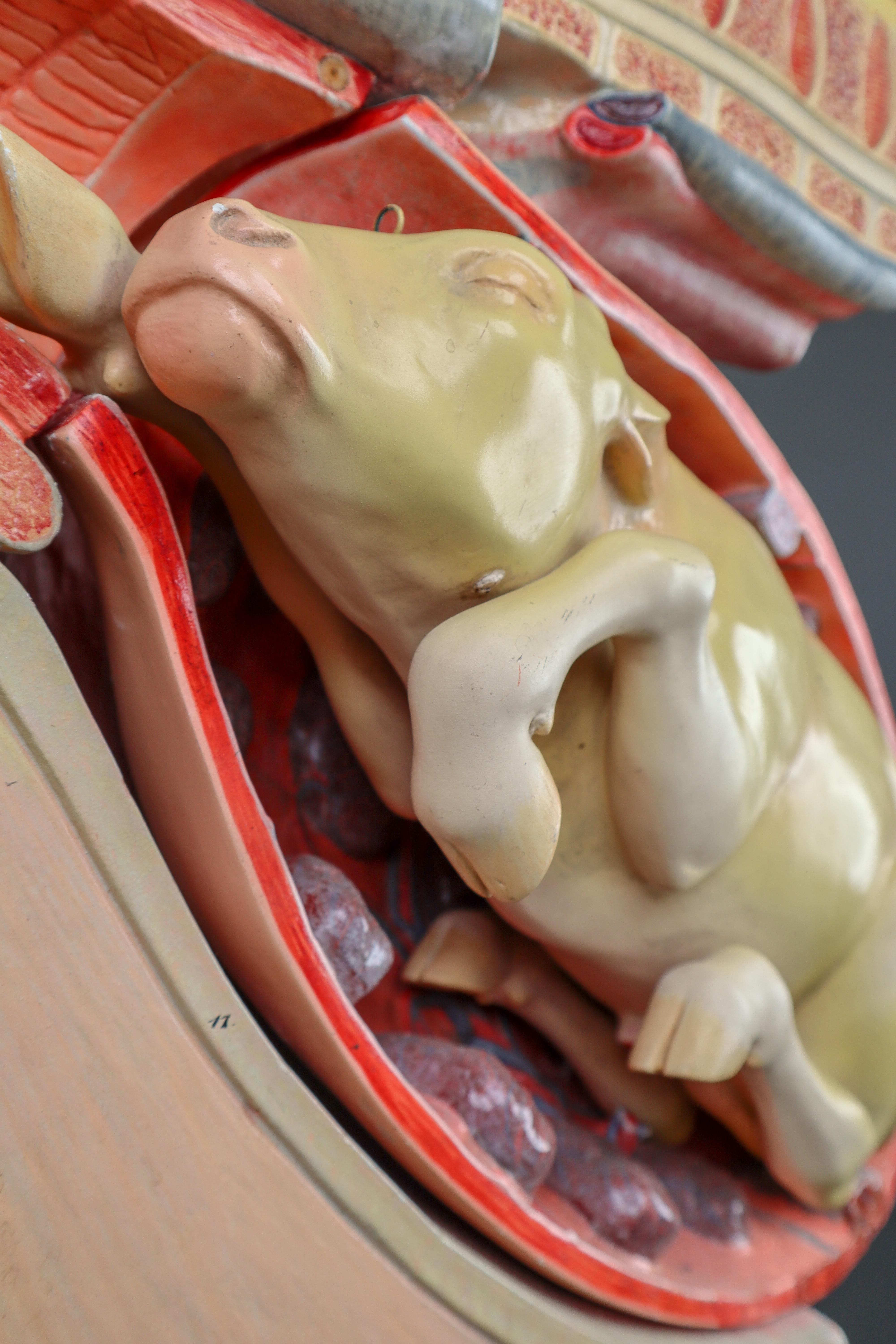Czech Large Anatomical Teaching Model 