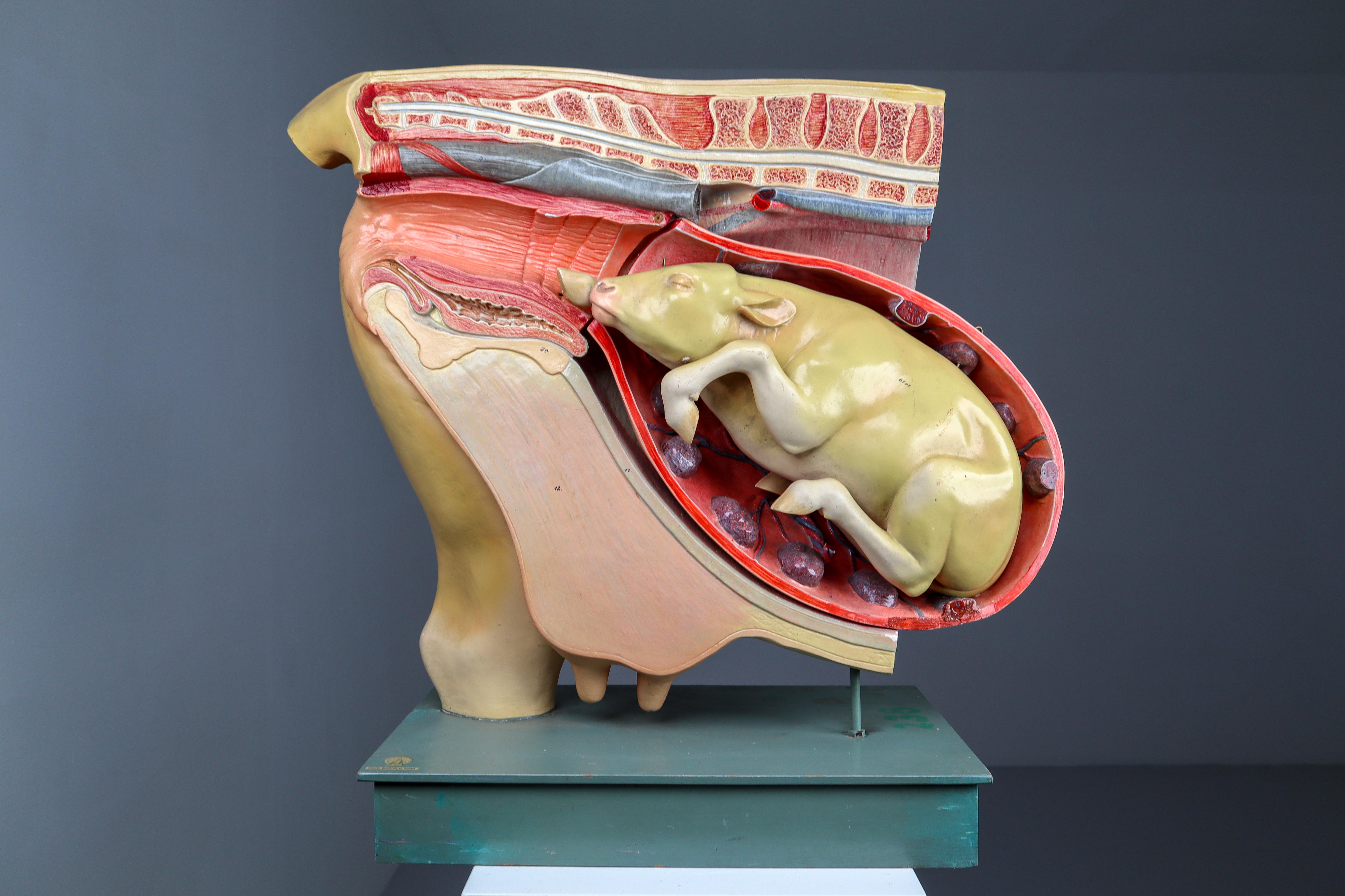 Large Anatomical Teaching Model 