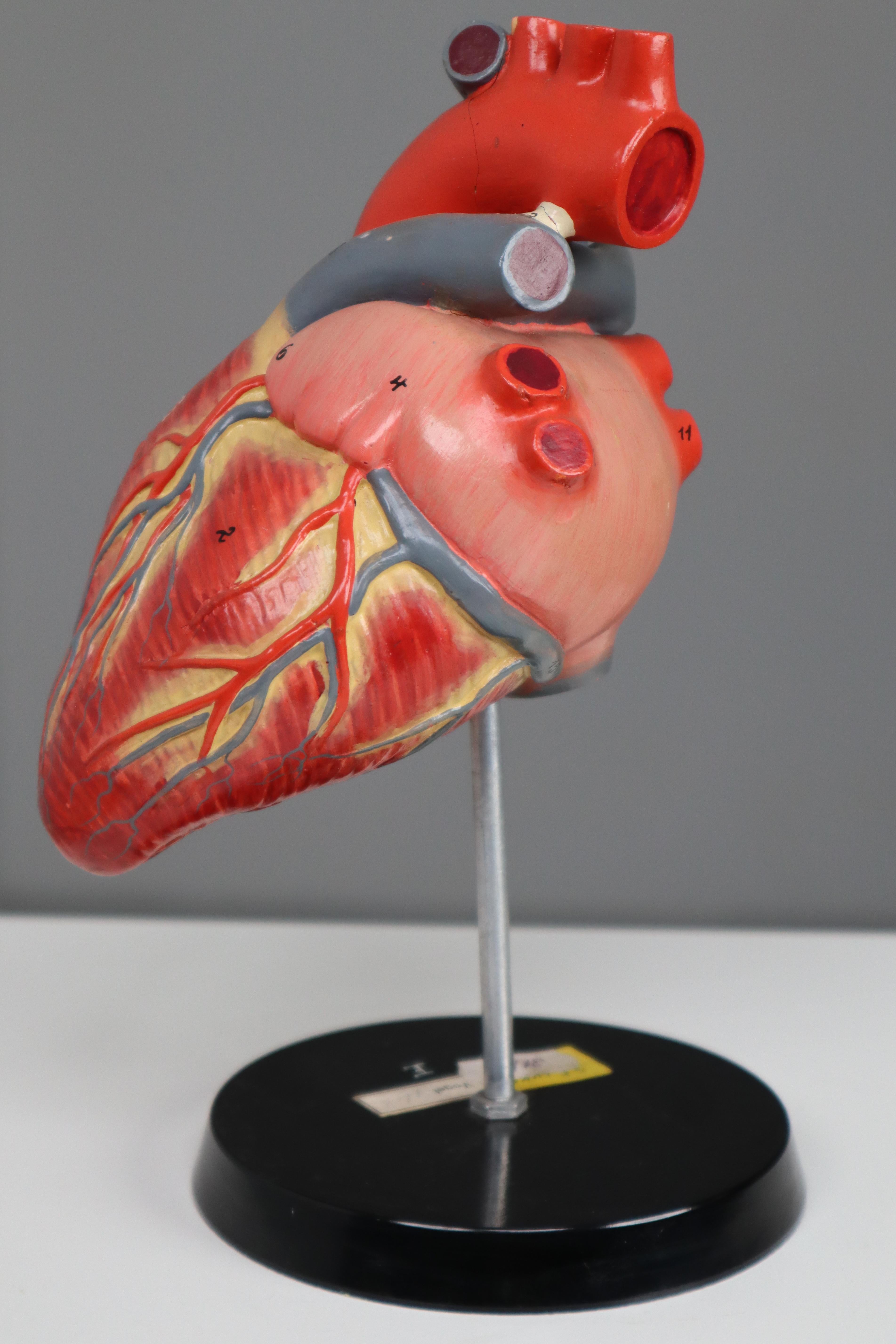 Metal Large Anatomical Teaching Model 