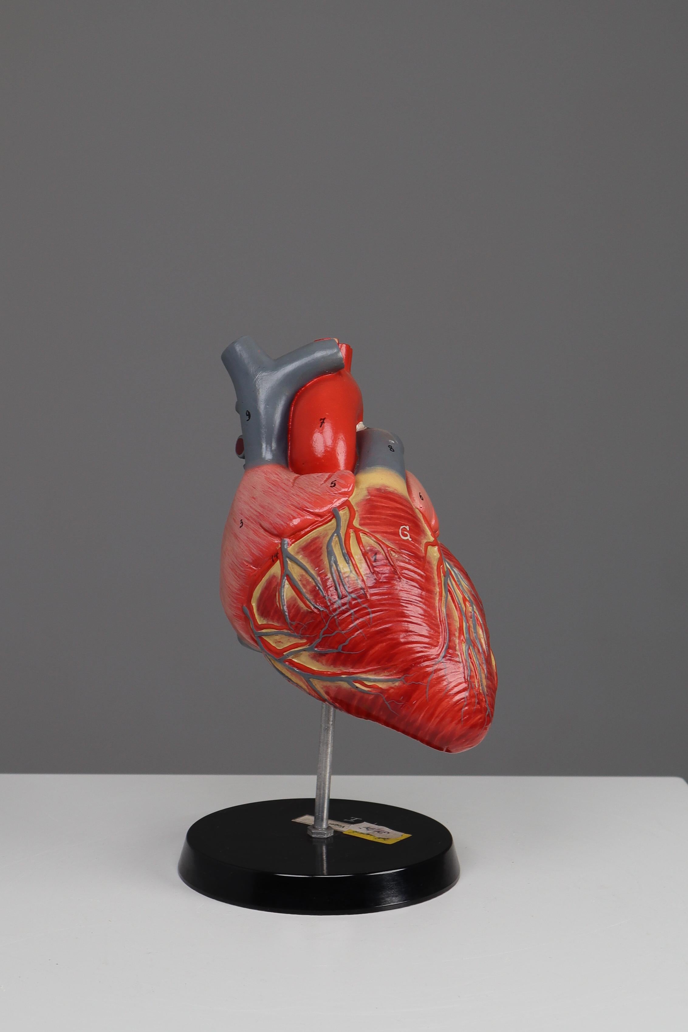 Large Anatomical Teaching Model 