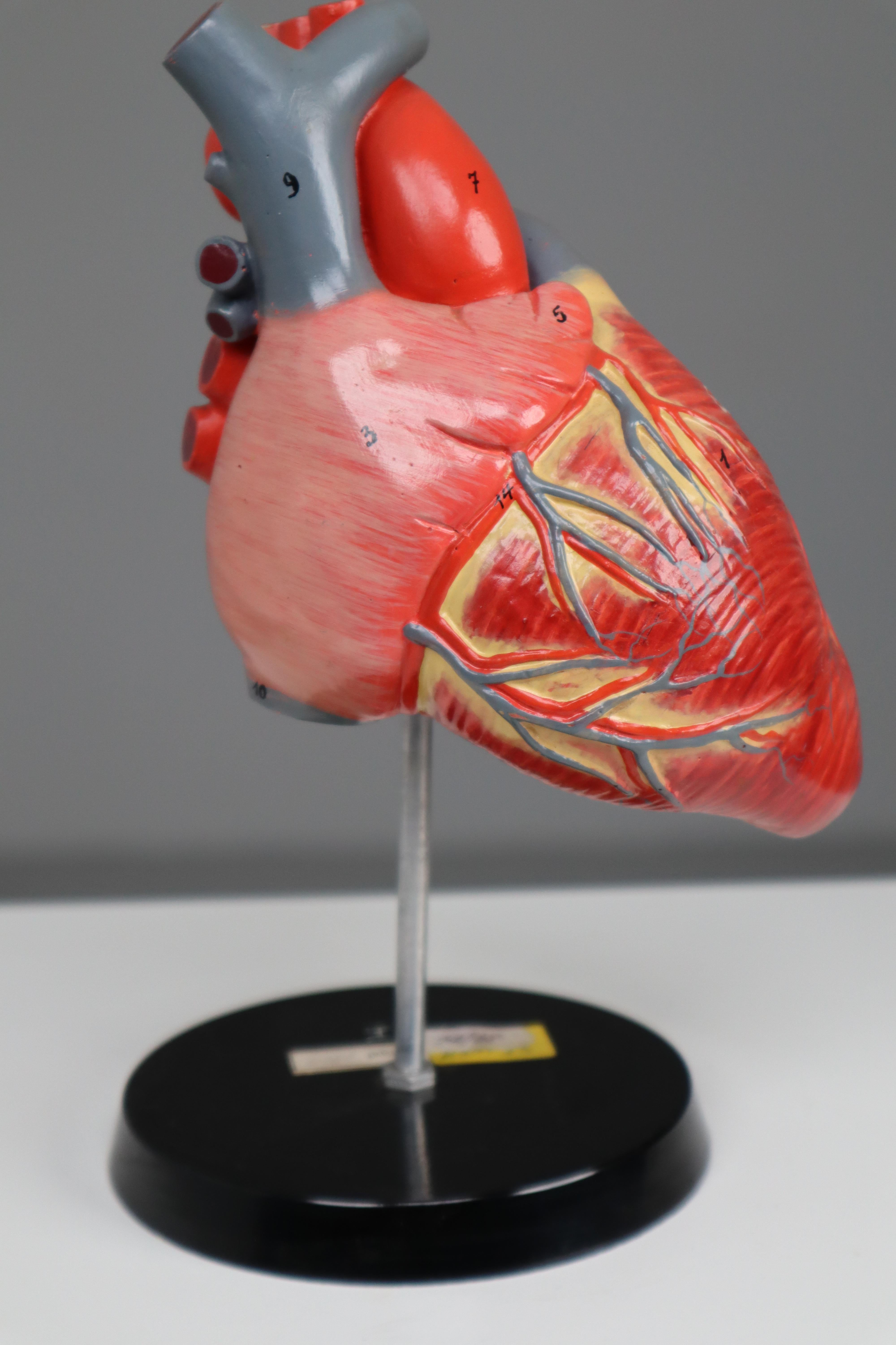 Large Anatomical Teaching Model 