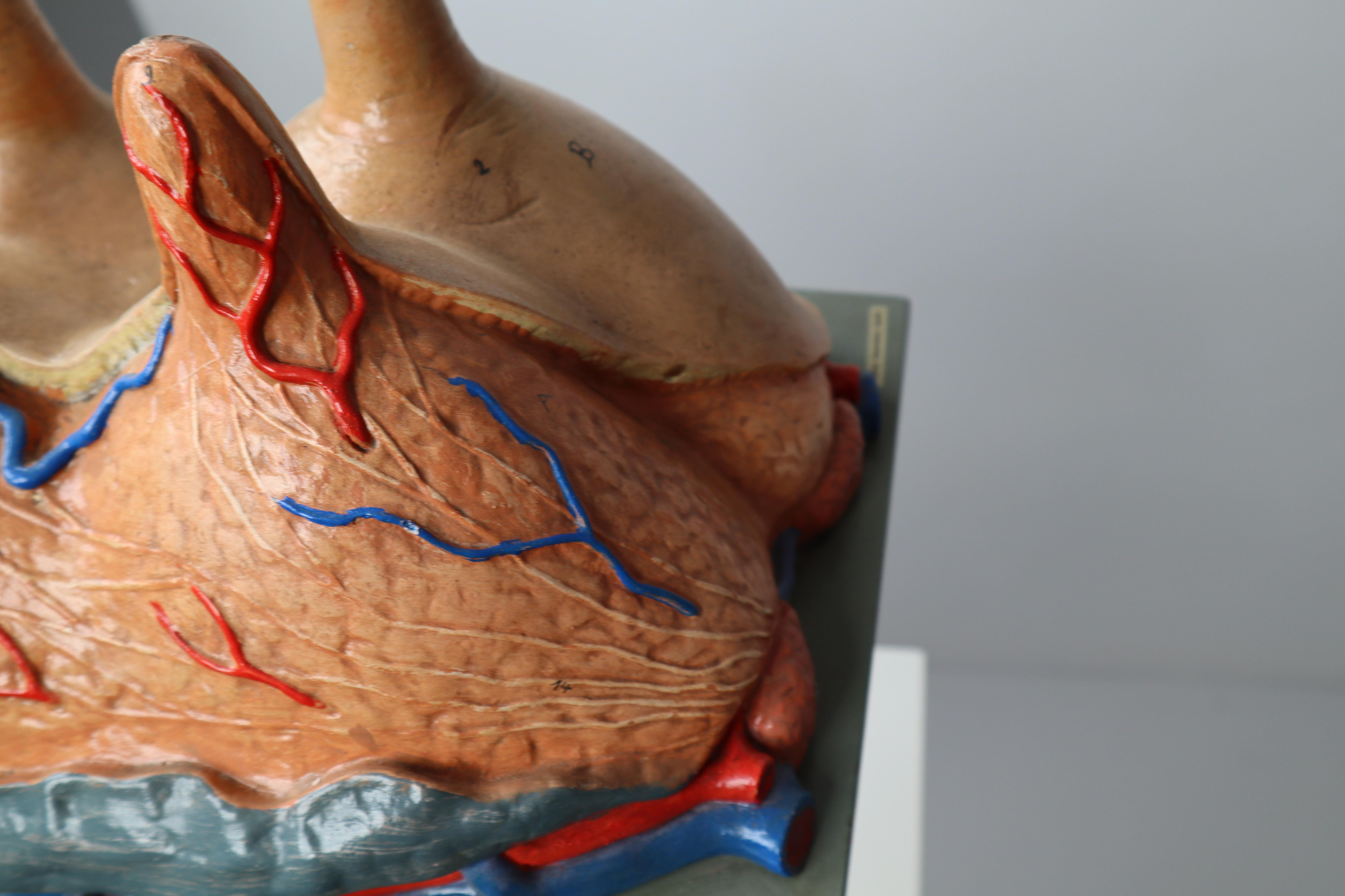 Plastic Large Anatomical Teaching Model 