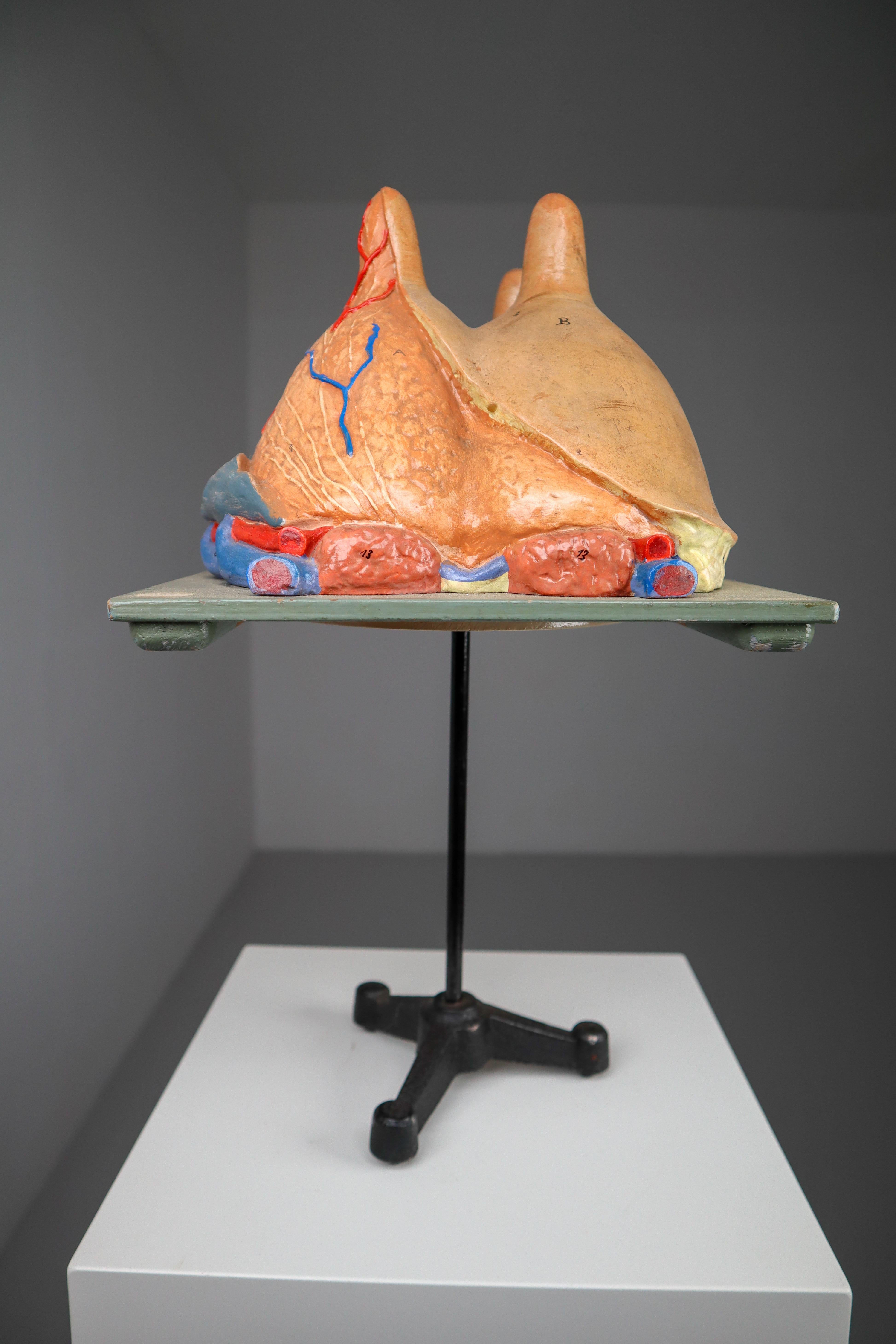 Large Anatomical Teaching Model 